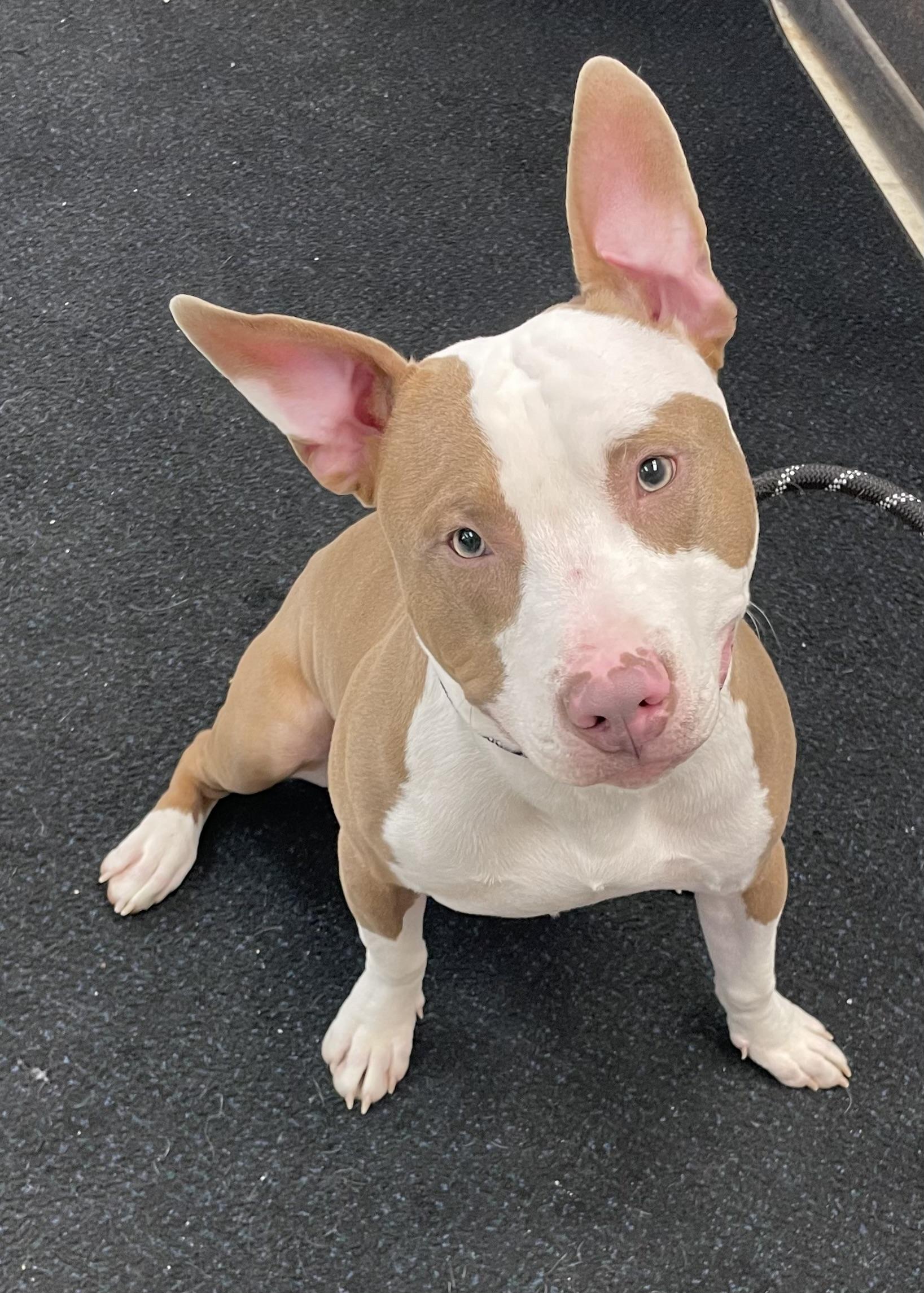 Enlarge Chip AVAILABLE , a ADOPTABLE mixed breed in Canton, OH image 1/5