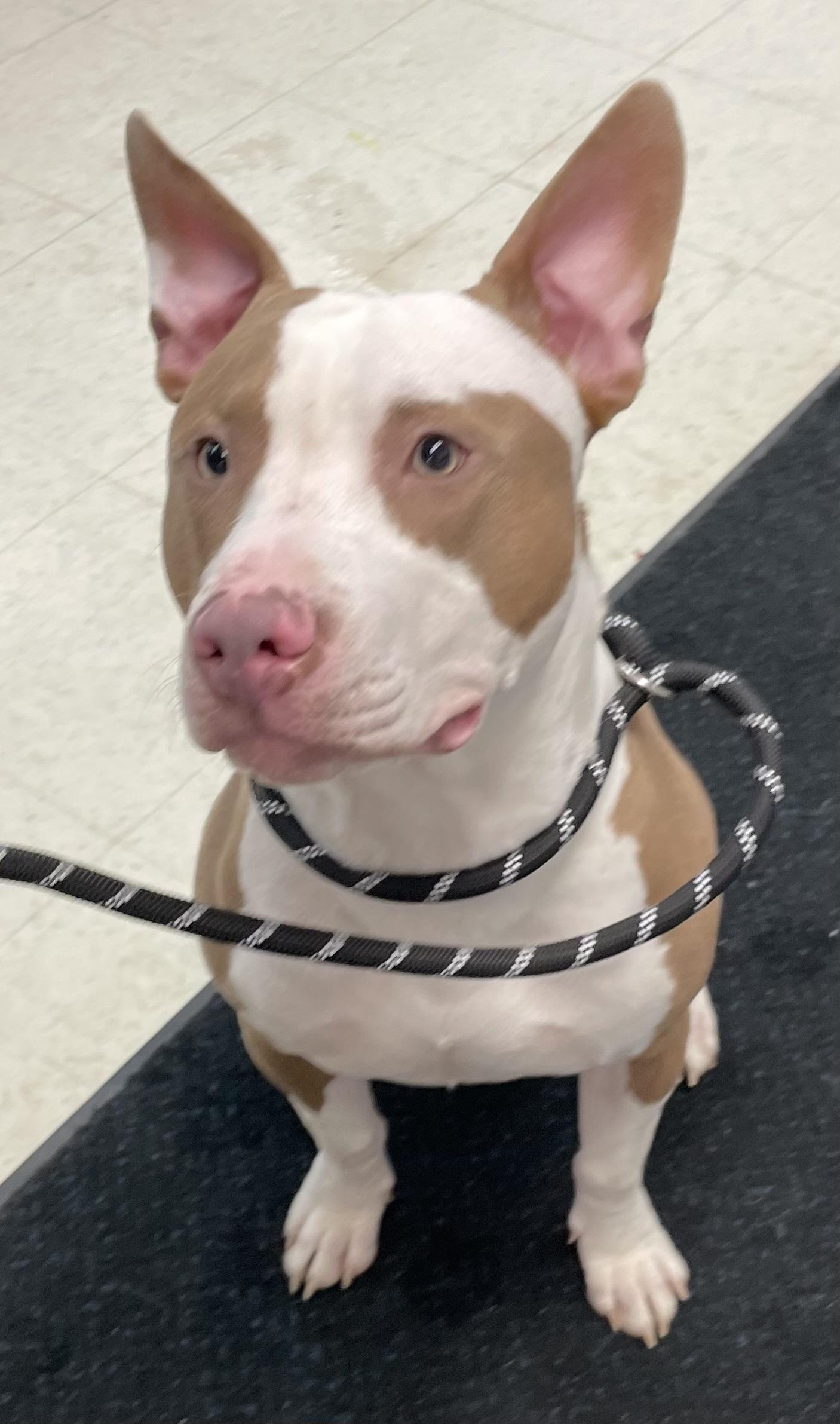 Enlarge Chip AVAILABLE , a ADOPTABLE mixed breed in Canton, OH image 3/5