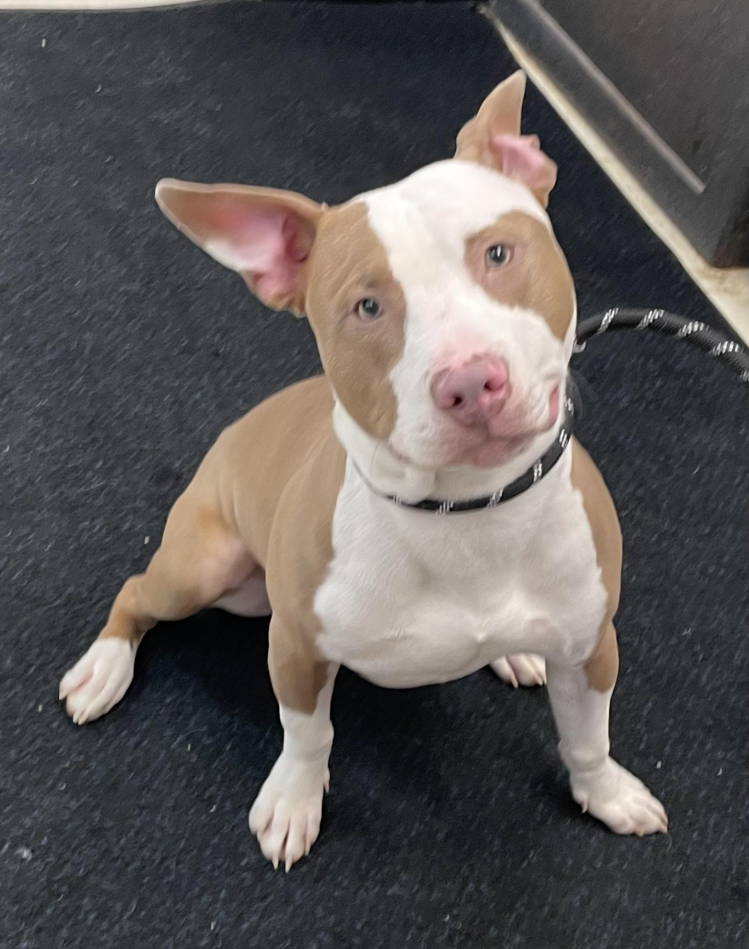 Enlarge Chip AVAILABLE , a ADOPTABLE mixed breed in Canton, OH image 2/5