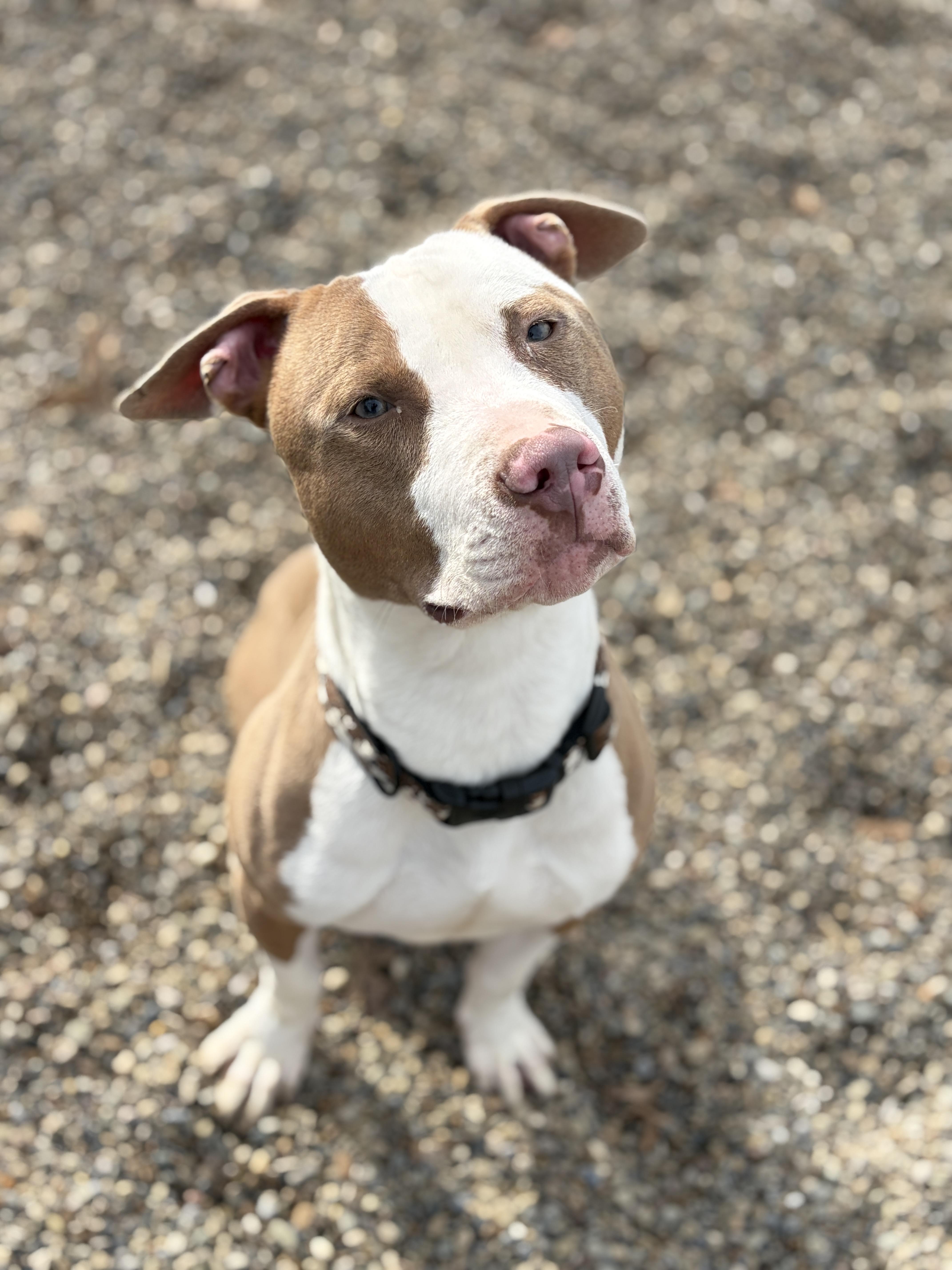 Enlarge Chip AVAILABLE , a ADOPTABLE mixed breed in Canton, OH image 1/5