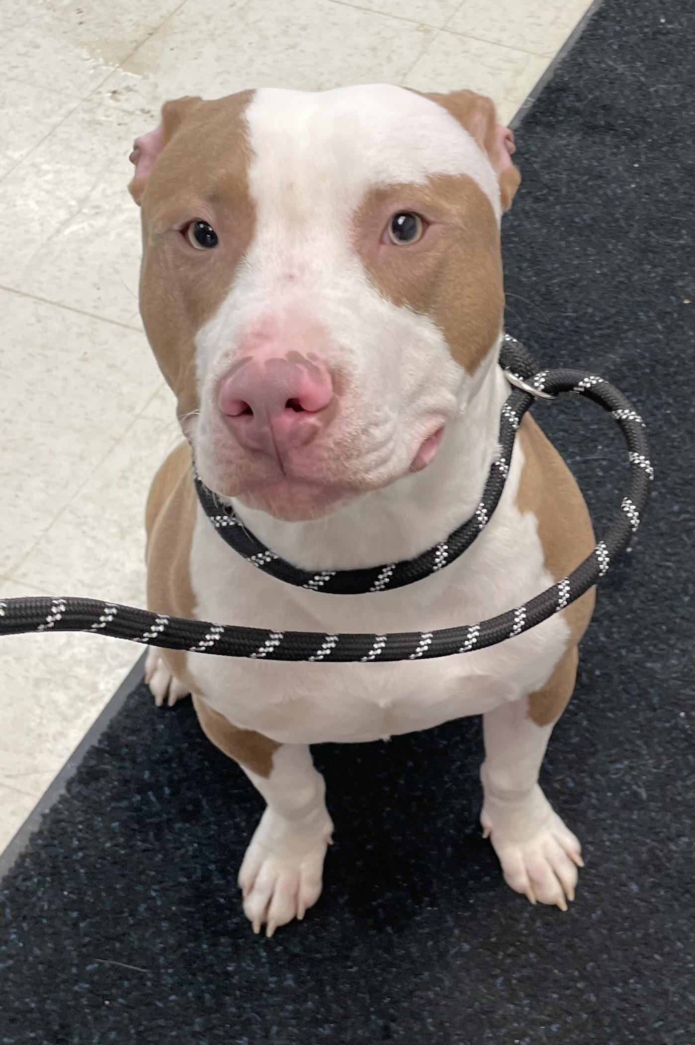 Enlarge Chip AVAILABLE , a ADOPTABLE mixed breed in Canton, OH image 5/5