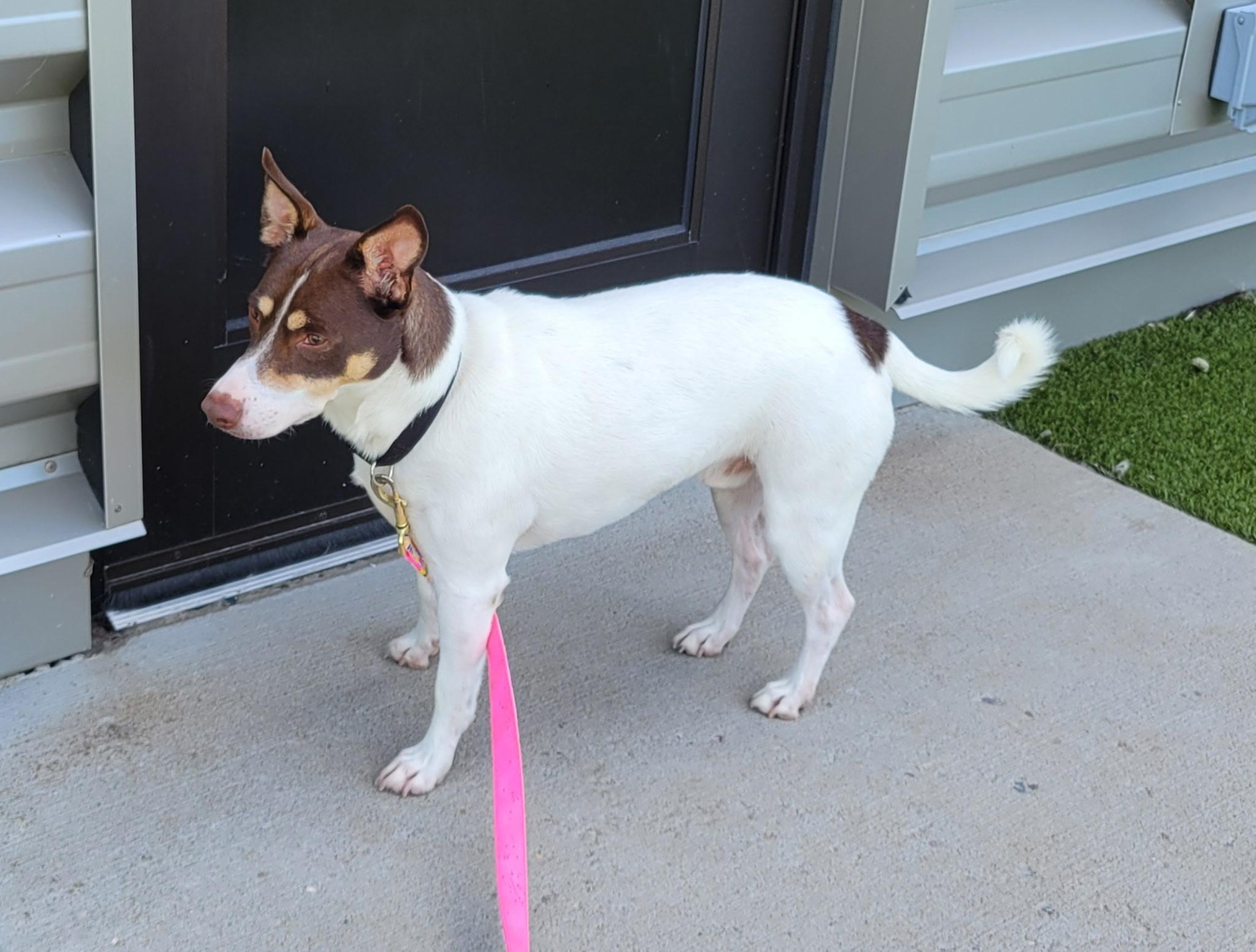 Enlarge Pax, a Adoptable mixed breed in Glenwood City, WI image 5/5