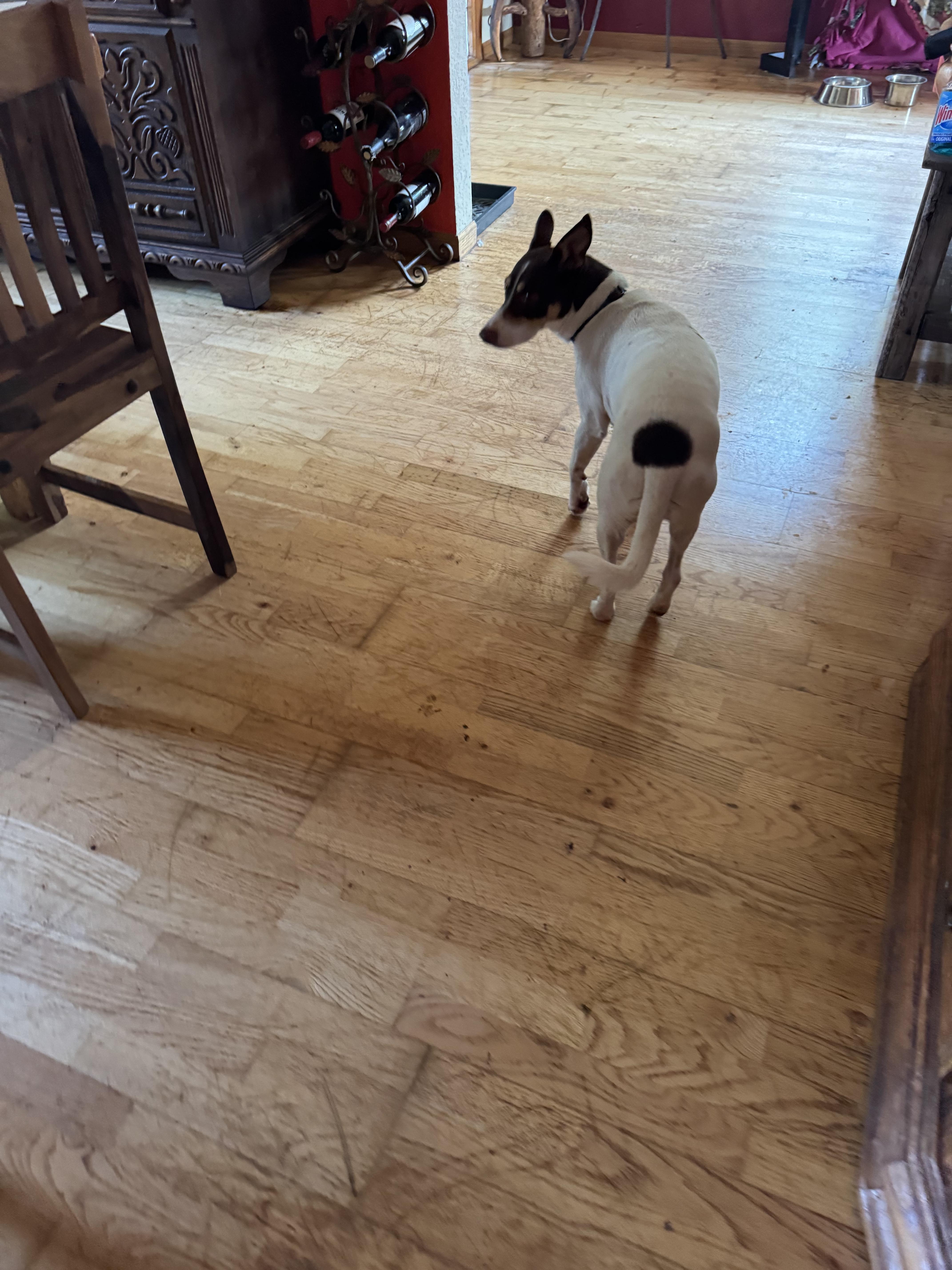 Pax, ADOPTABLE, Adult Male Rat Terrier & Chihuahua.