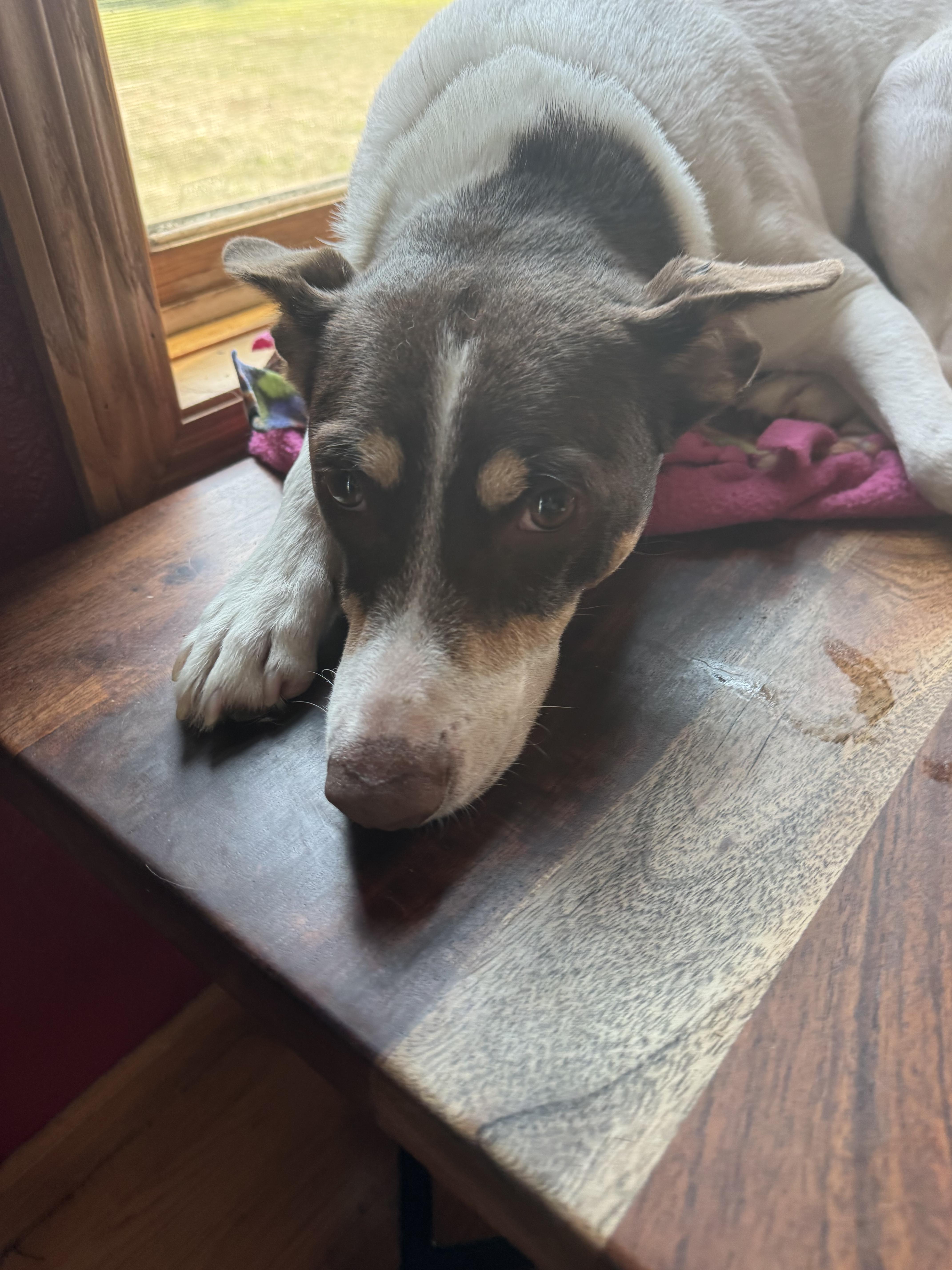 Pax, a ADOPTABLE mixed breed in Glenwood City, WI image 3/4