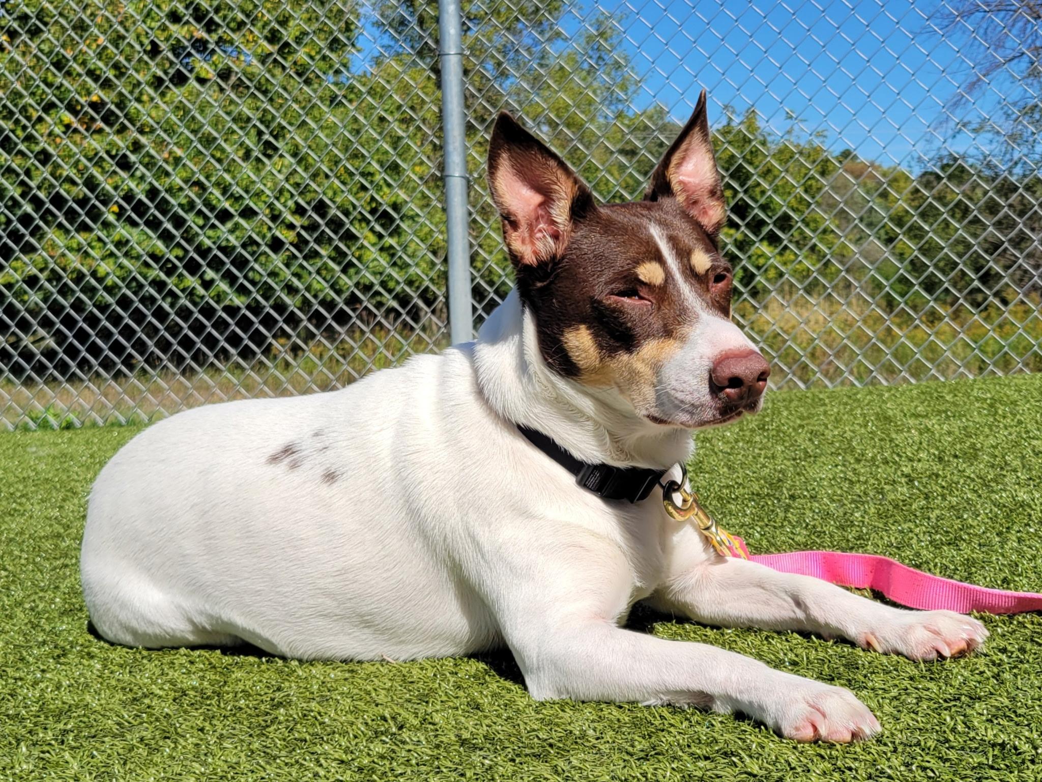 Pax, Adoptable, Adult Male Rat Terrier & Chihuahua.