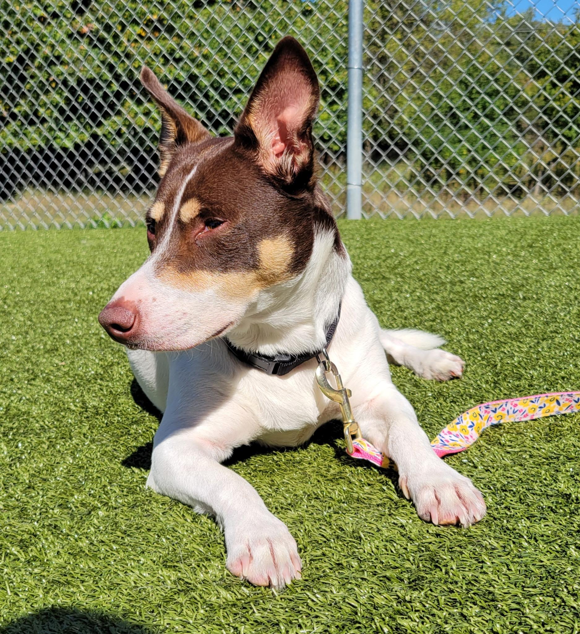 Enlarge Pax, a Adoptable mixed breed in Glenwood City, WI image 2/5