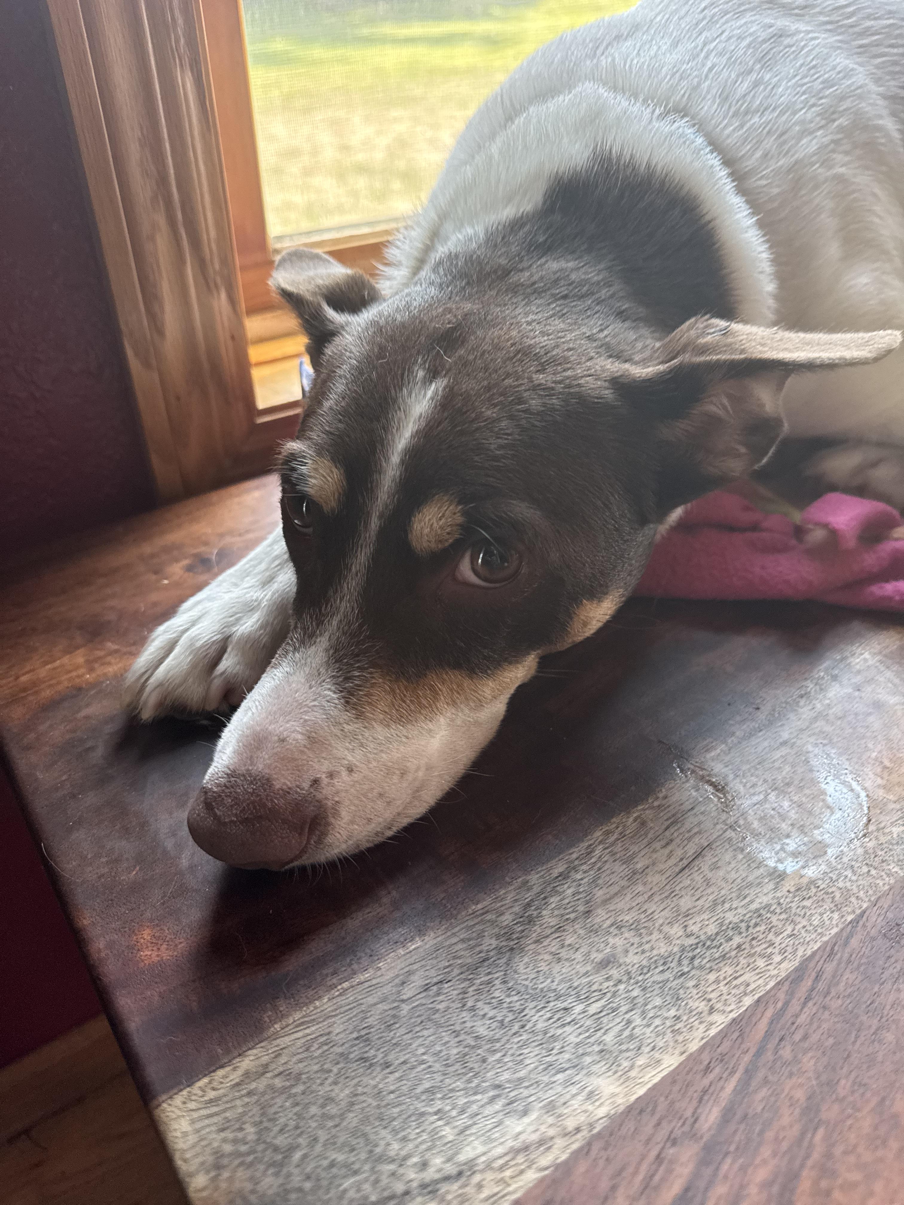 Pax, a ADOPTABLE mixed breed in Glenwood City, WI image 4/4