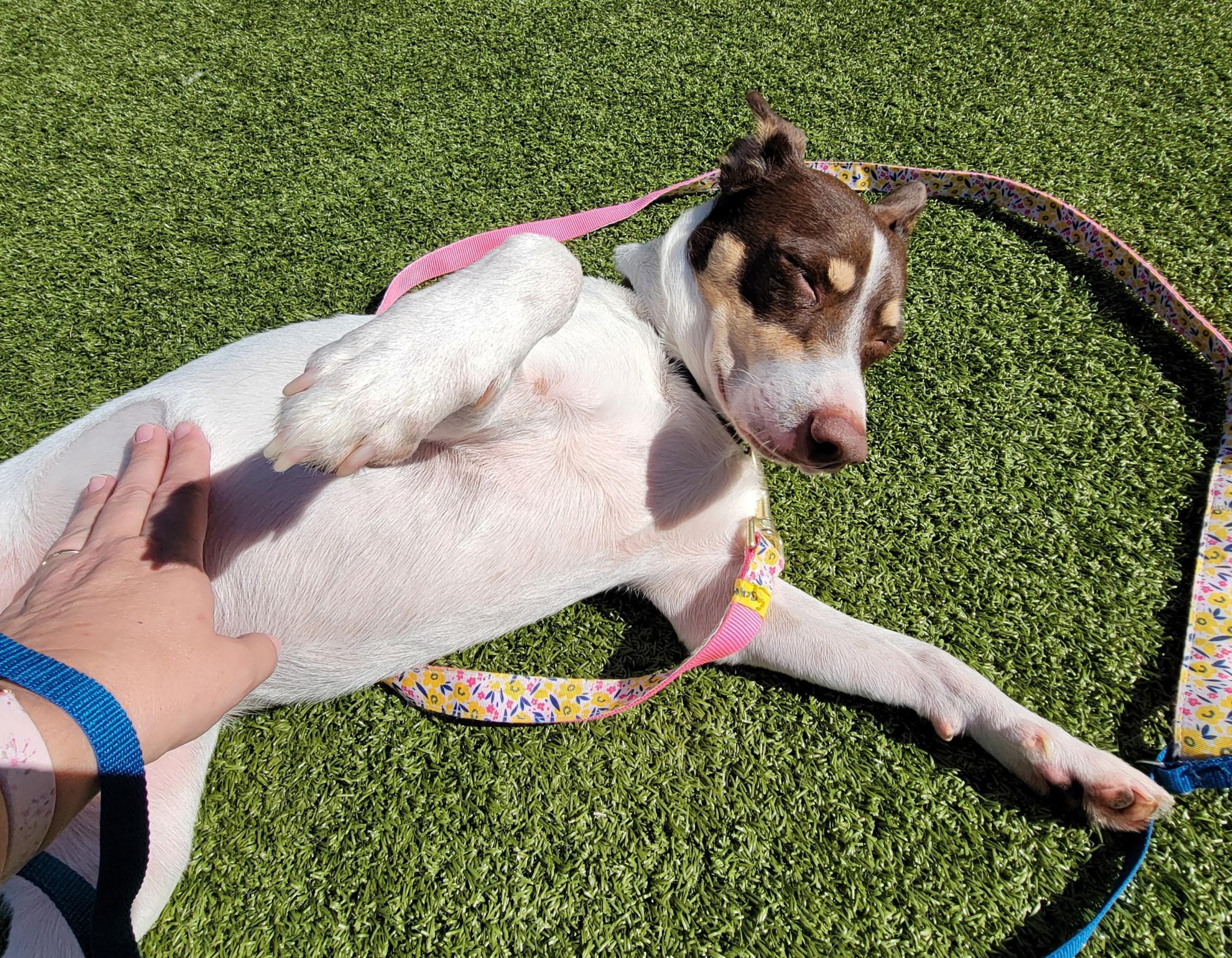 Enlarge Pax, a Adoptable mixed breed in Glenwood City, WI image 4/5