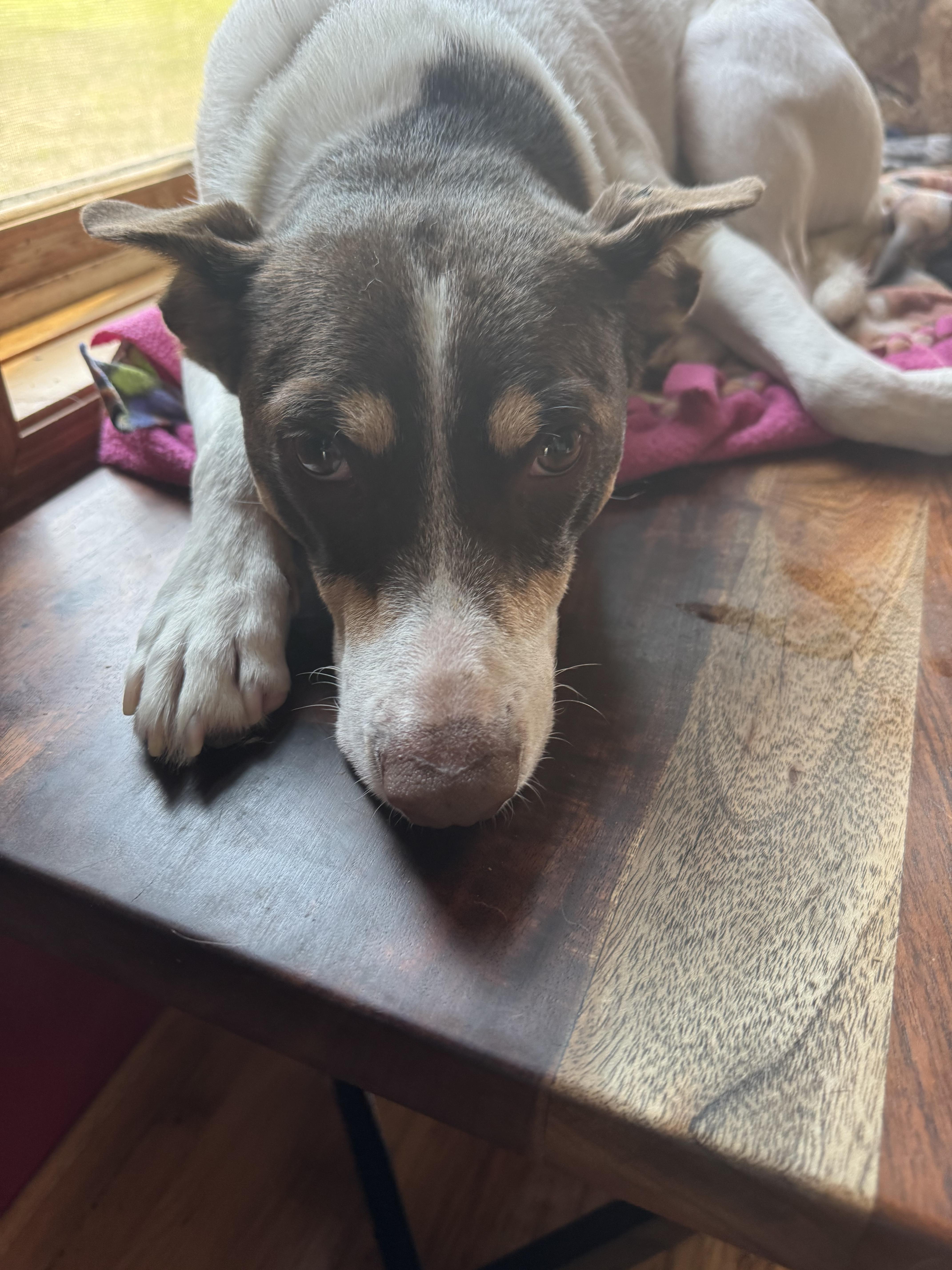Pax, a ADOPTABLE mixed breed in Glenwood City, WI image 2/4