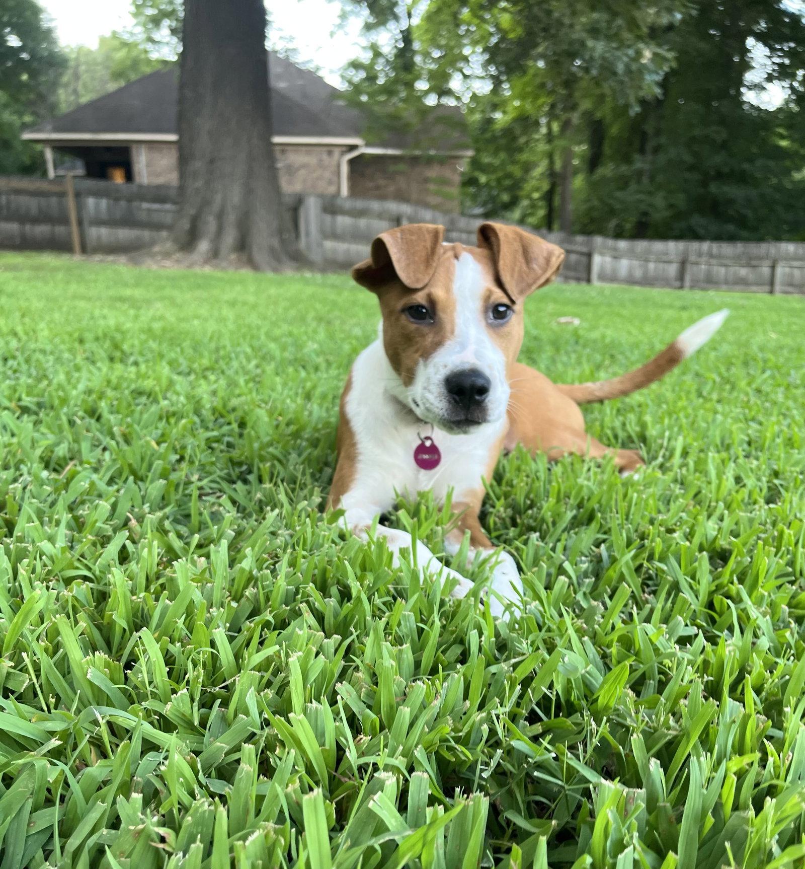 Enlarge JENNIFER “JJ” JAREAU, a Adopted mixed breed in Raphine, VA image 2/3