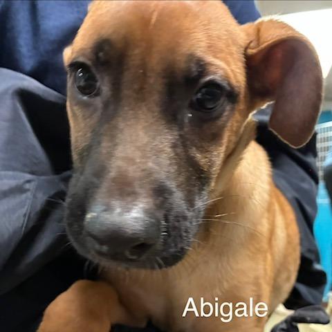 Abigale, Adoptable, Puppy Female Mixed Breed.