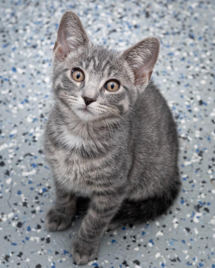 Franklin, Adoptable, Kitten Male Domestic Short Hair.
