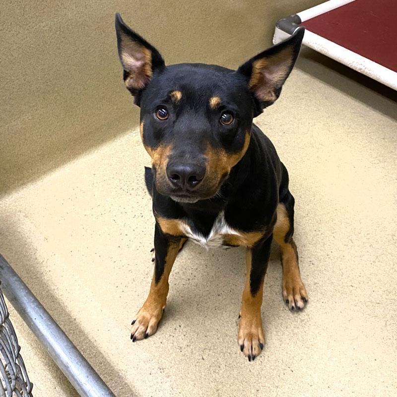 Rowdy, Adoptable, Young Male Cattle Dog.