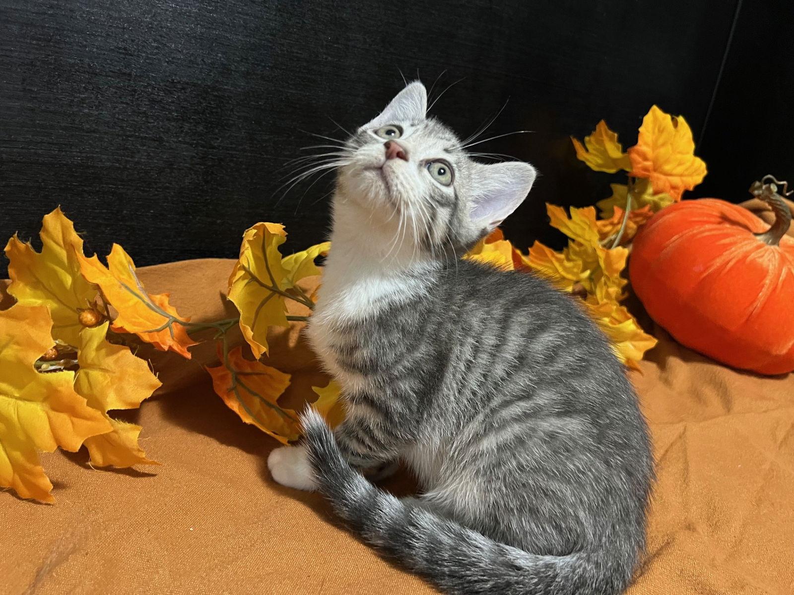 Luke, Adoptable, Kitten Male Tabby & Domestic Short Hair.