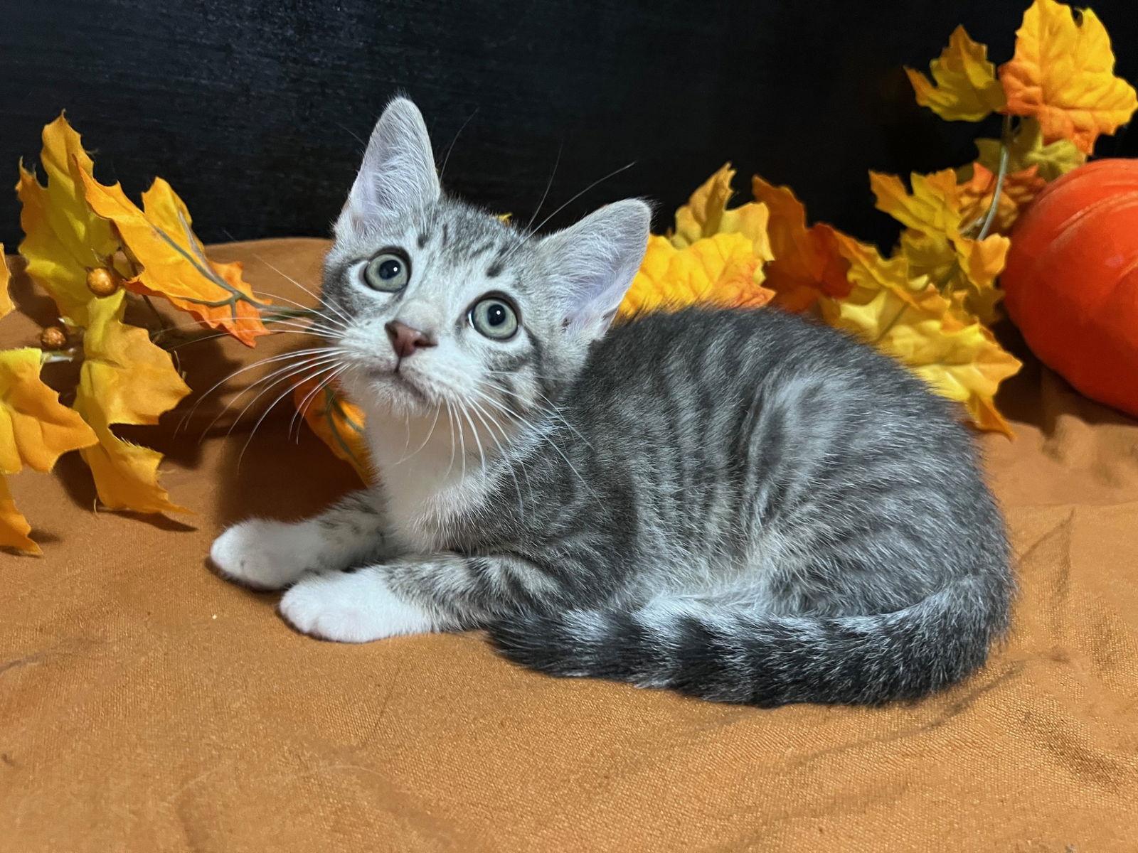 Enlarge Luke, a Adoptable mixed breed in Fayetteville, GA image 2/3