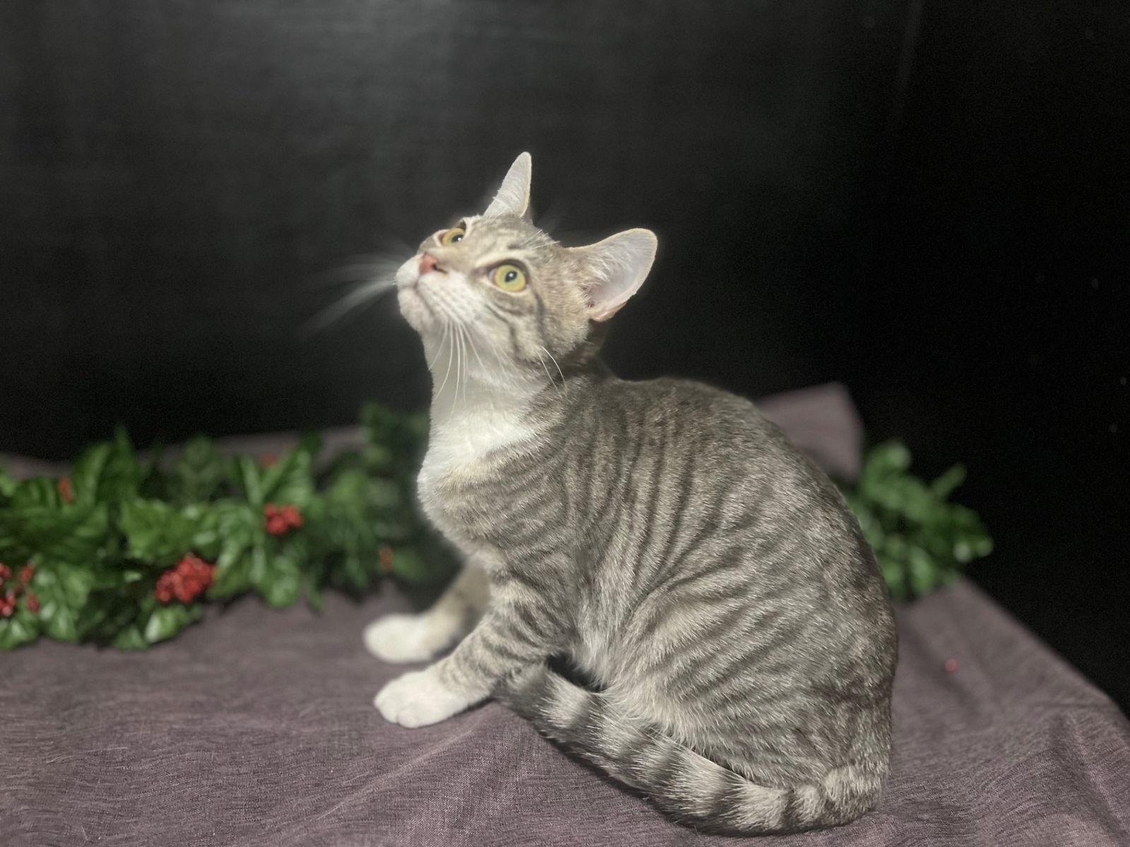 Enlarge Luke, a Adoptable mixed breed in Fayetteville, GA image 2/3