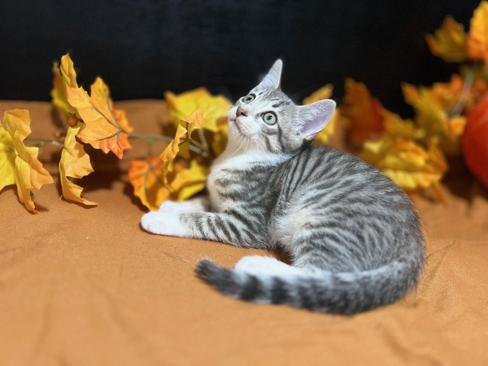 Enlarge Luke, a Adoptable mixed breed in Fayetteville, GA image 3/3