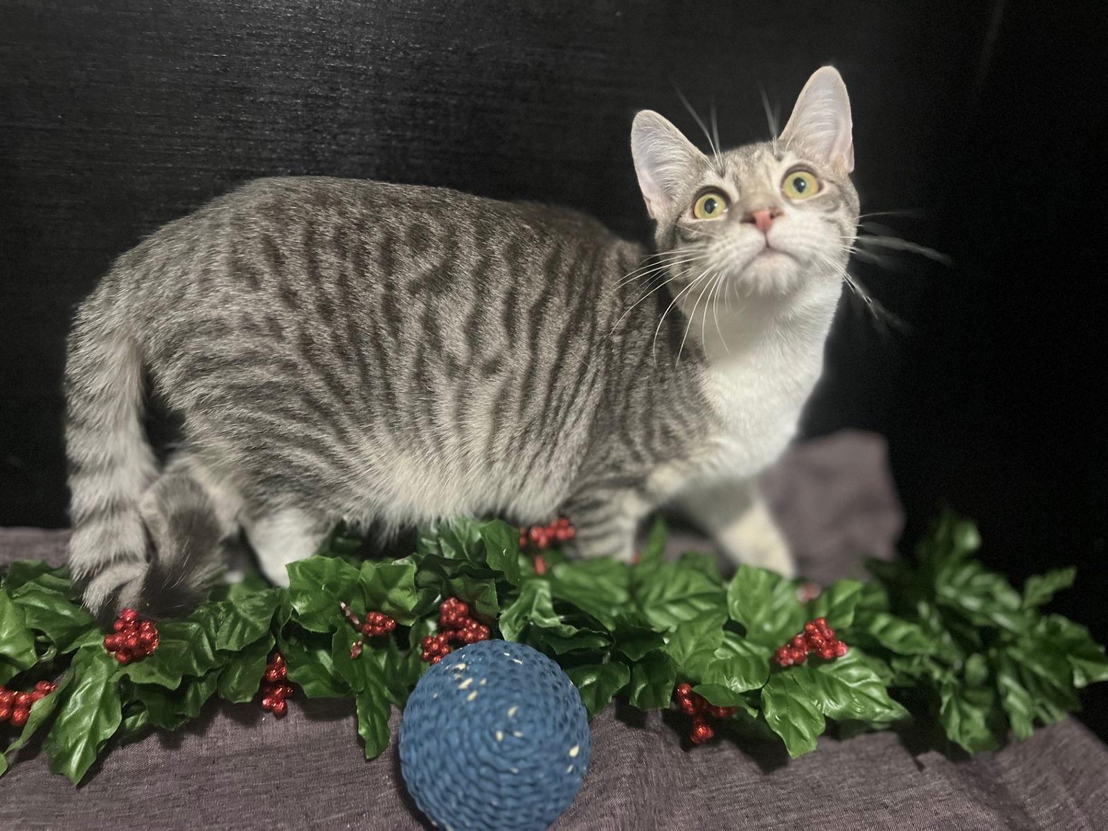 Enlarge Luke, a Adoptable mixed breed in Fayetteville, GA image 3/3