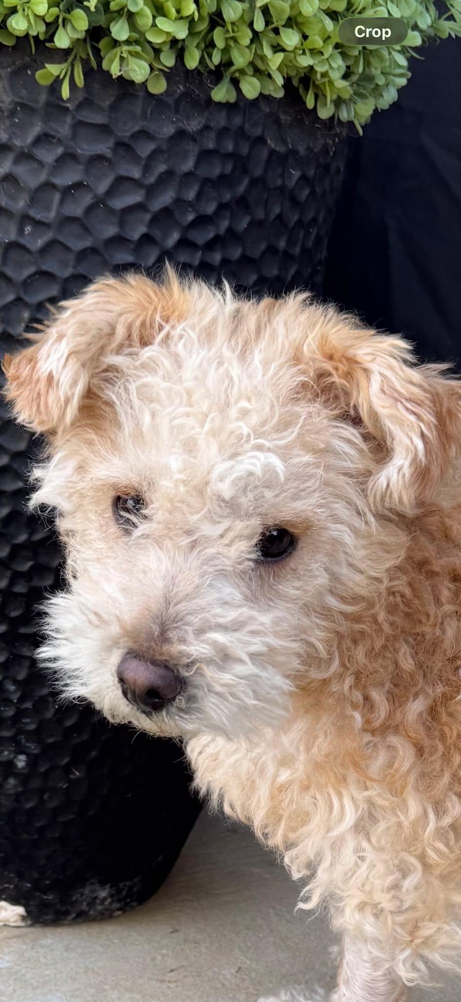 Ricky, a Adopted Poodle in Dallas, TX image 1/3