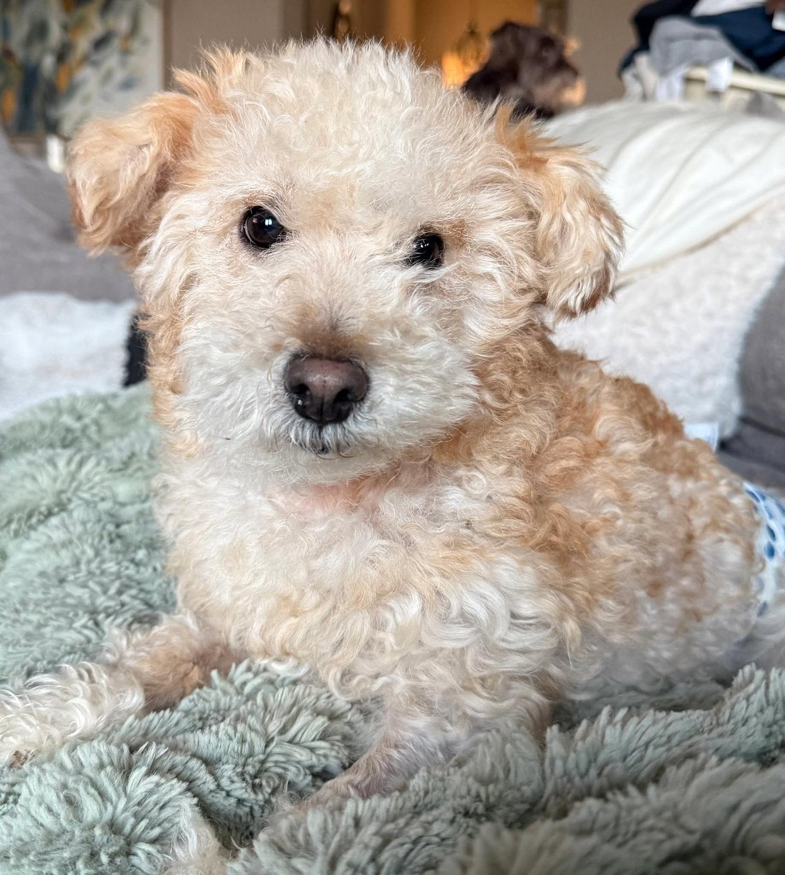 Ricky, a Adopted Poodle in Dallas, TX image 2/3