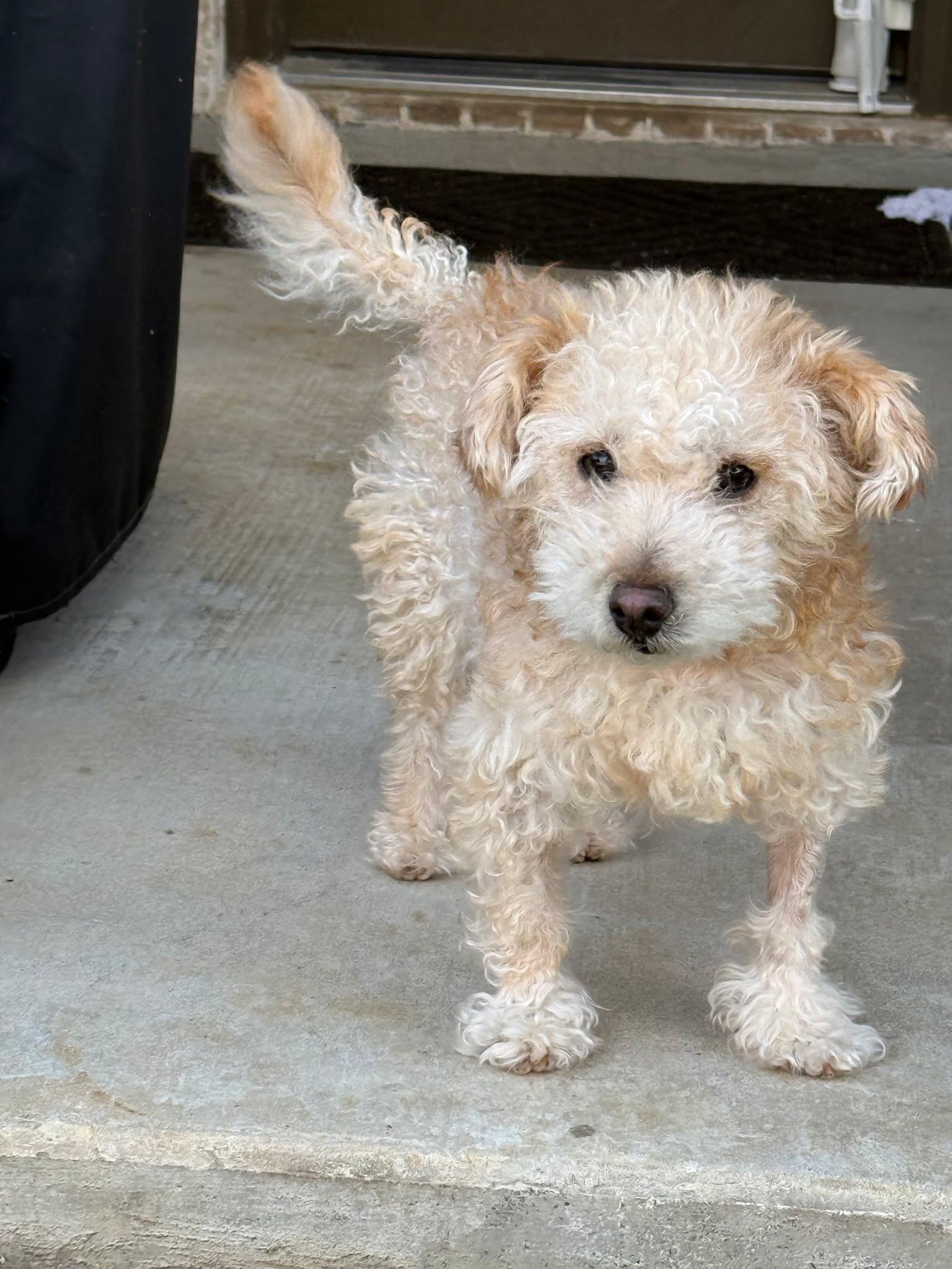 Ricky, a Adopted Poodle in Dallas, TX image 3/3