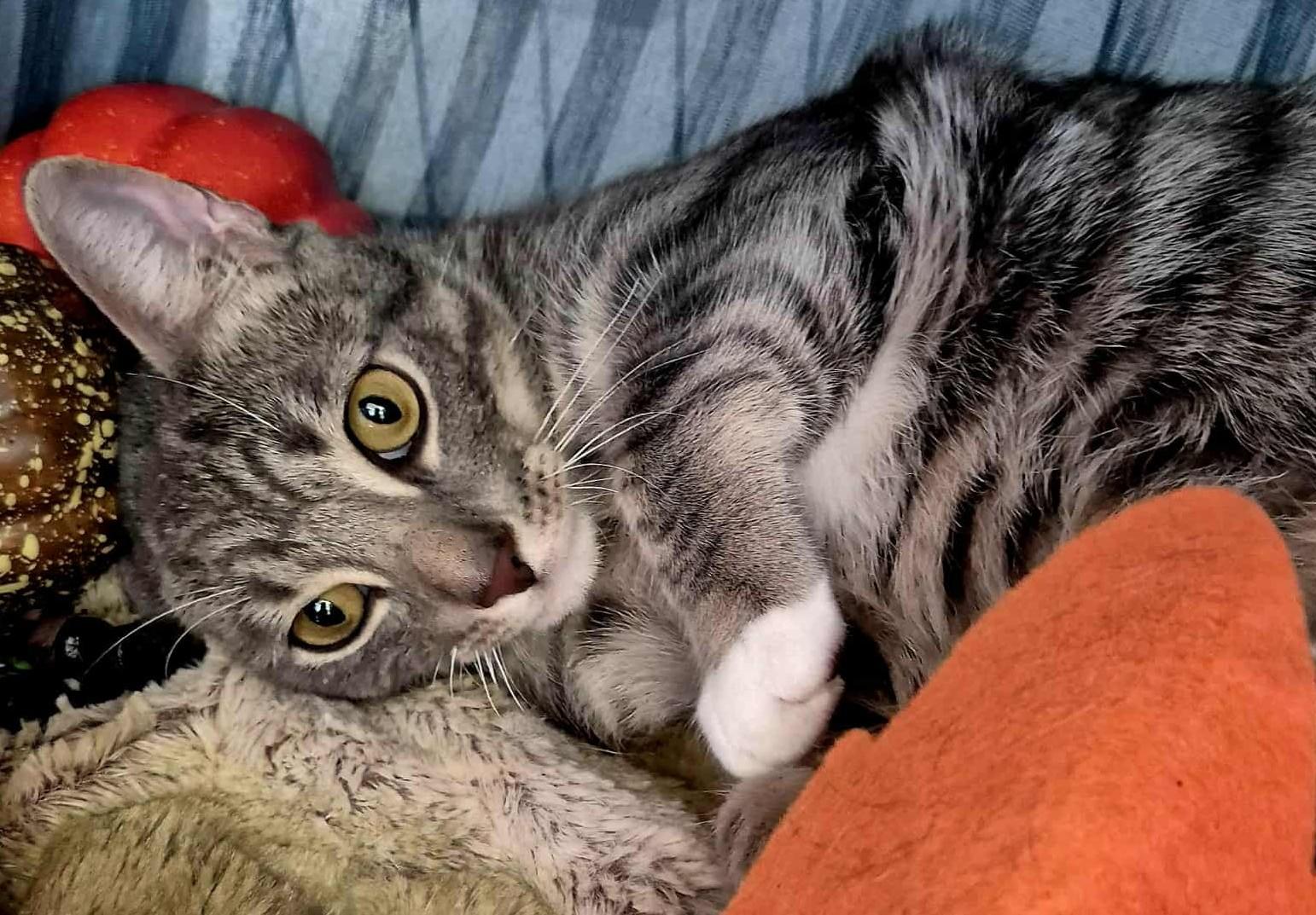 Enlarge Hades, a Adoptable Domestic Short Hair in Ocean Springs, MS image 2/4