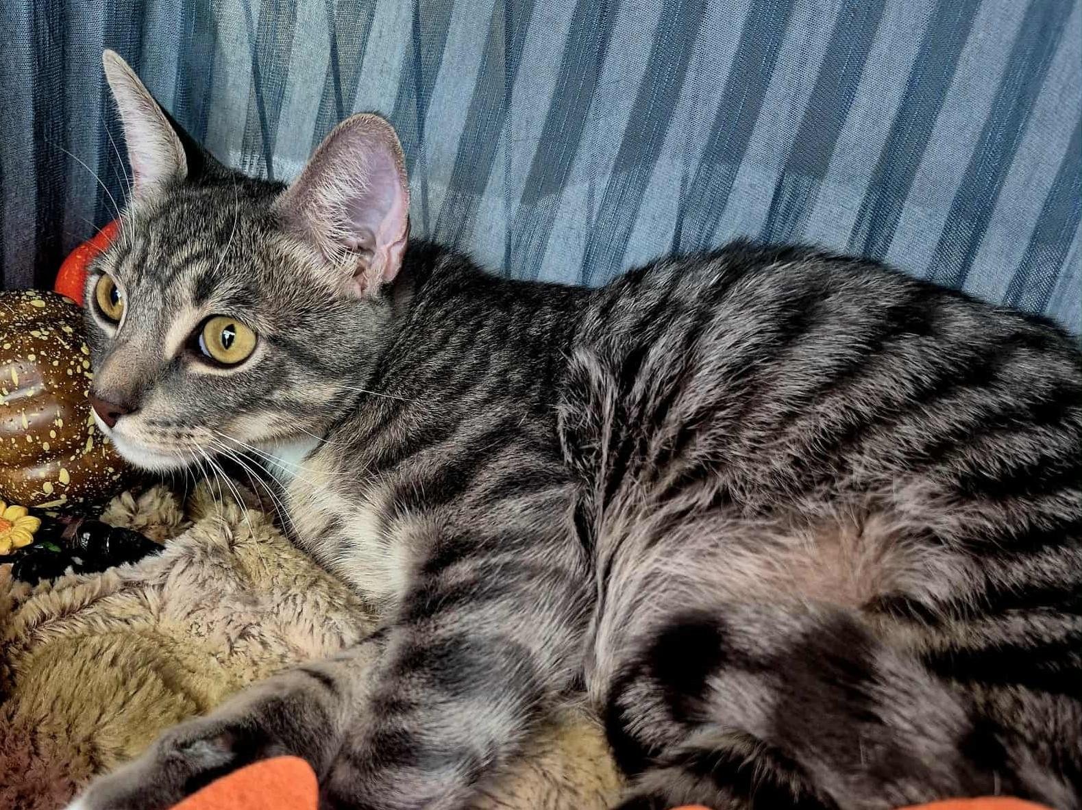 Enlarge Hades, a Adoptable Domestic Short Hair in Ocean Springs, MS image 3/4