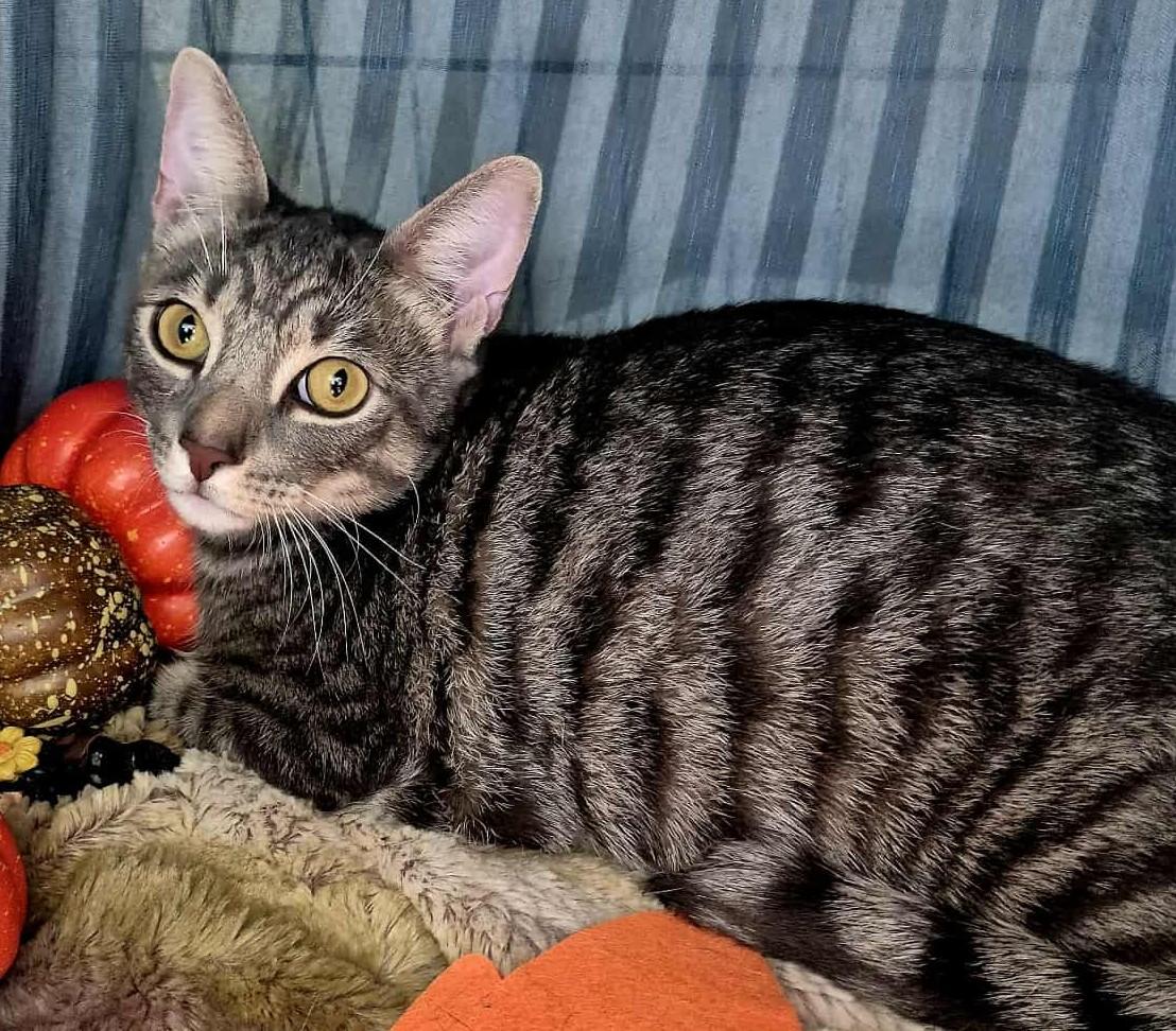 Enlarge Hades, a Adoptable Domestic Short Hair in Ocean Springs, MS image 4/4