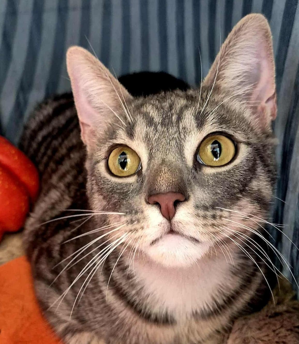 Hades, Adoptable, Kitten Male Domestic Short Hair.