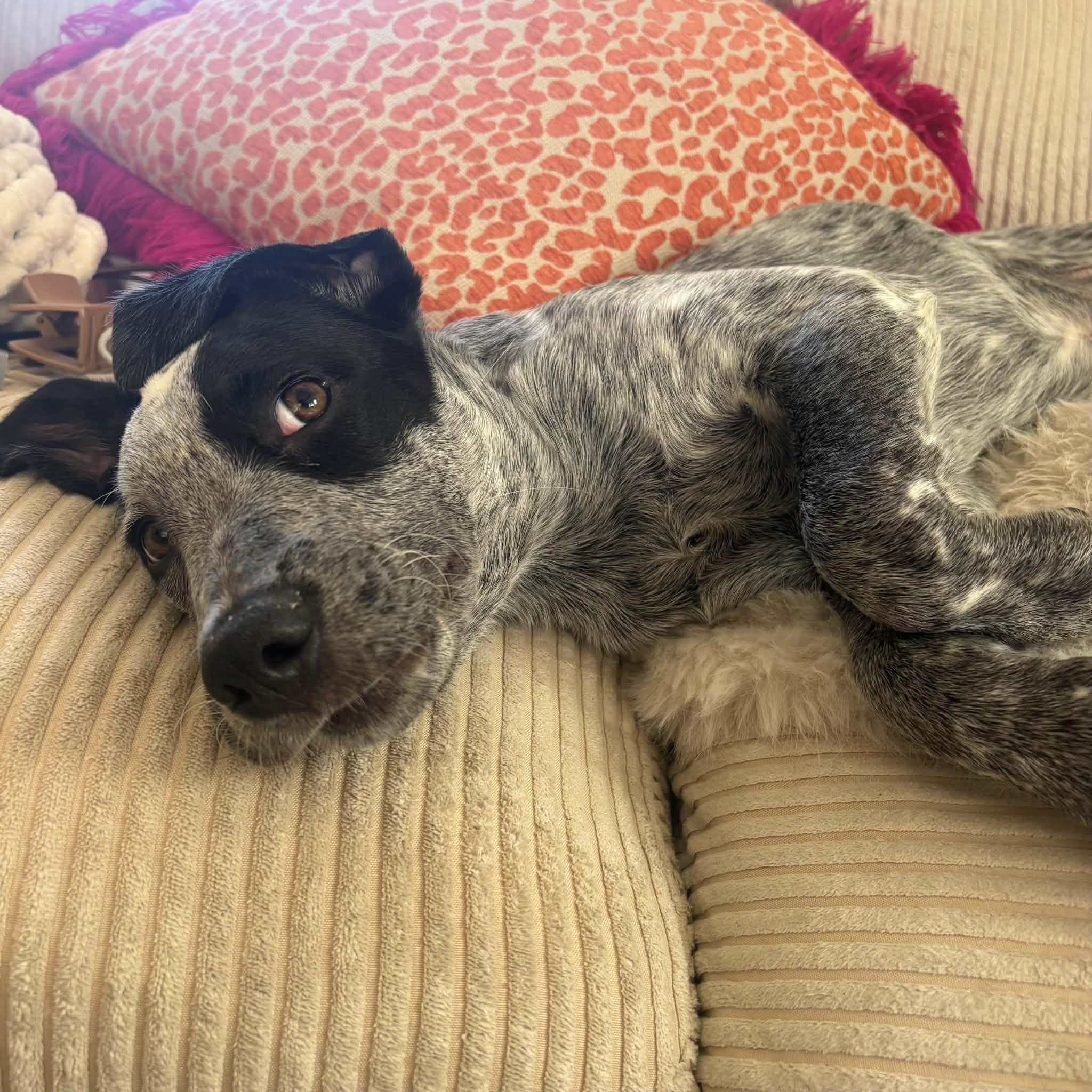 Enlarge Ivy, a Adoptable mixed breed in Boulder, CO image 5/6