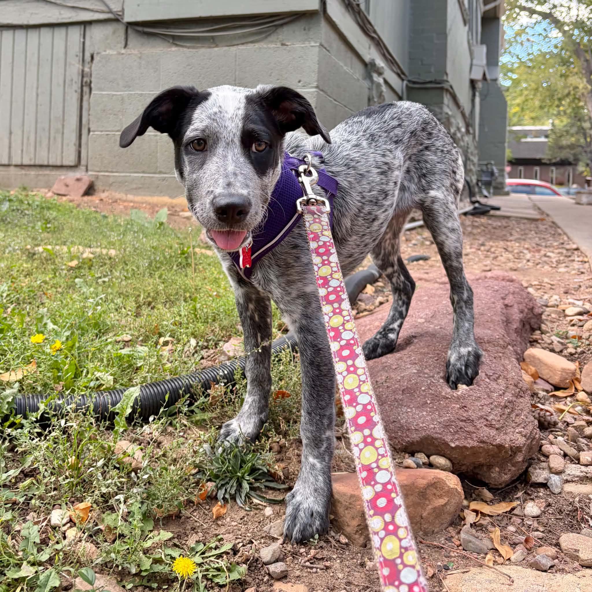 Ivy, Adoptable, Puppy Female Australian Cattle Dog / Blue Heeler.