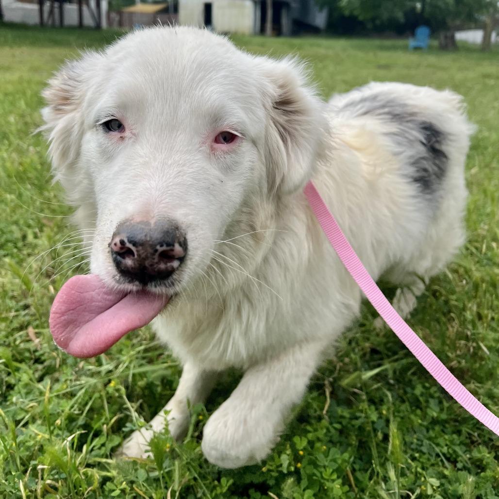 Falcore, Adoptable, Young Male Australian Shepherd.