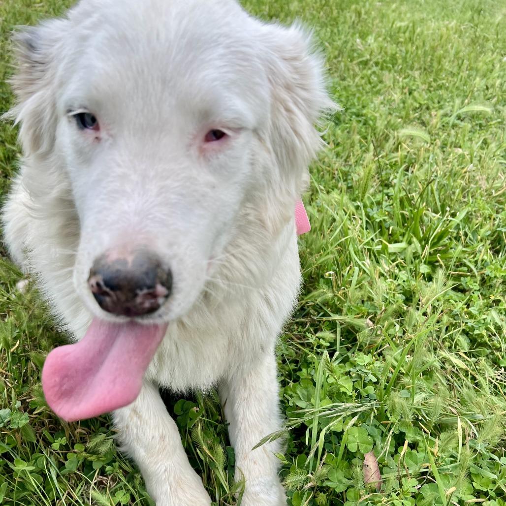 Falcore, a Adoptable Australian Shepherd in Sonoma, CA image 2/5