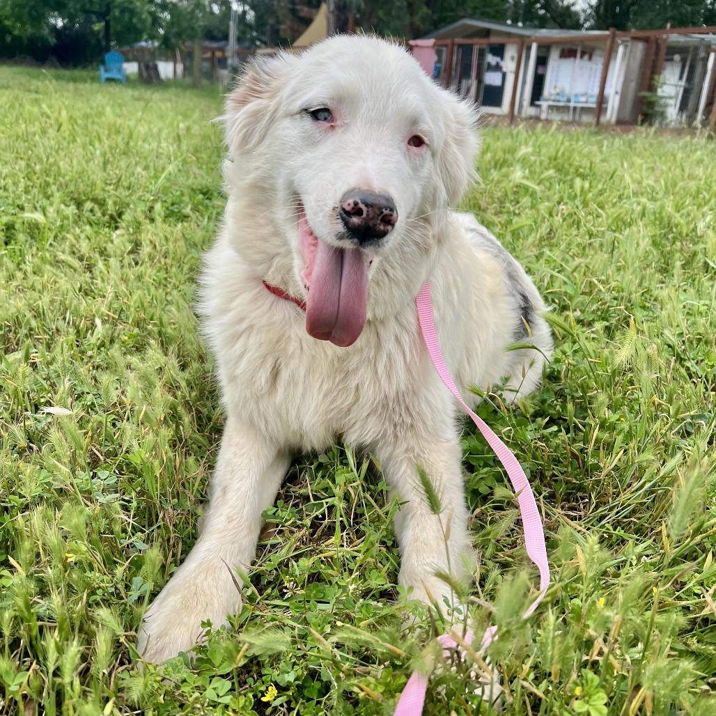 Falcore, a Adoptable Australian Shepherd in Sonoma, CA image 3/5