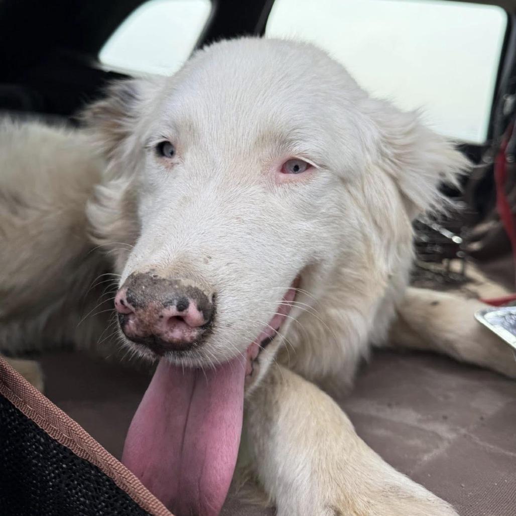 Falcore, a Adoptable Australian Shepherd in Sonoma, CA image 4/5