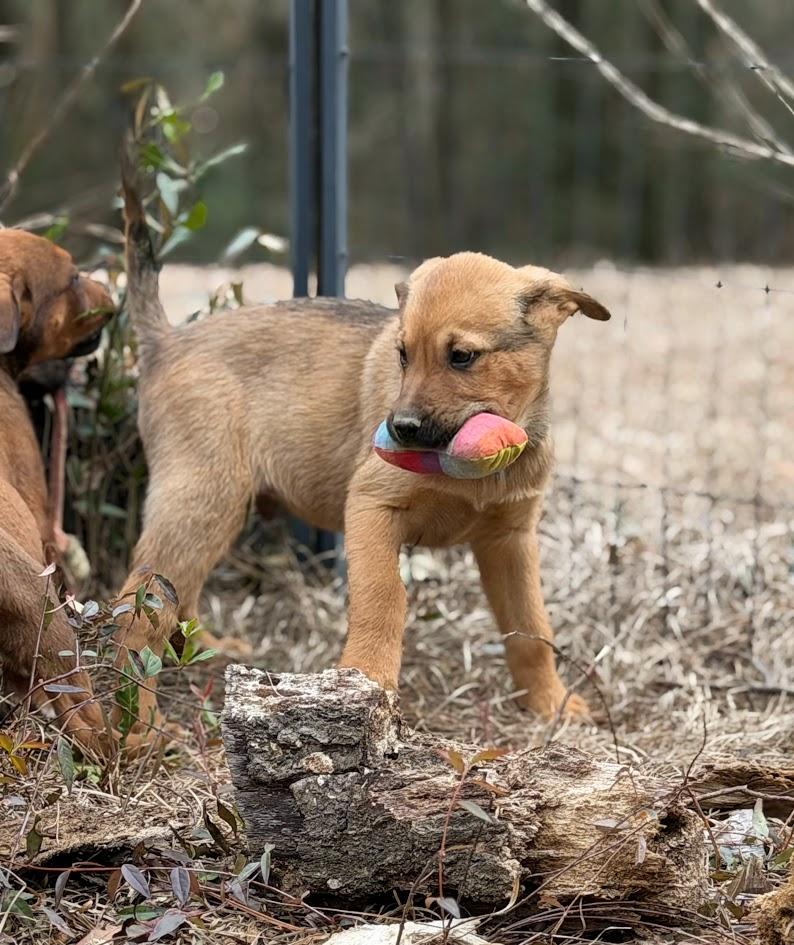 MAVERICK — thumbnail 4