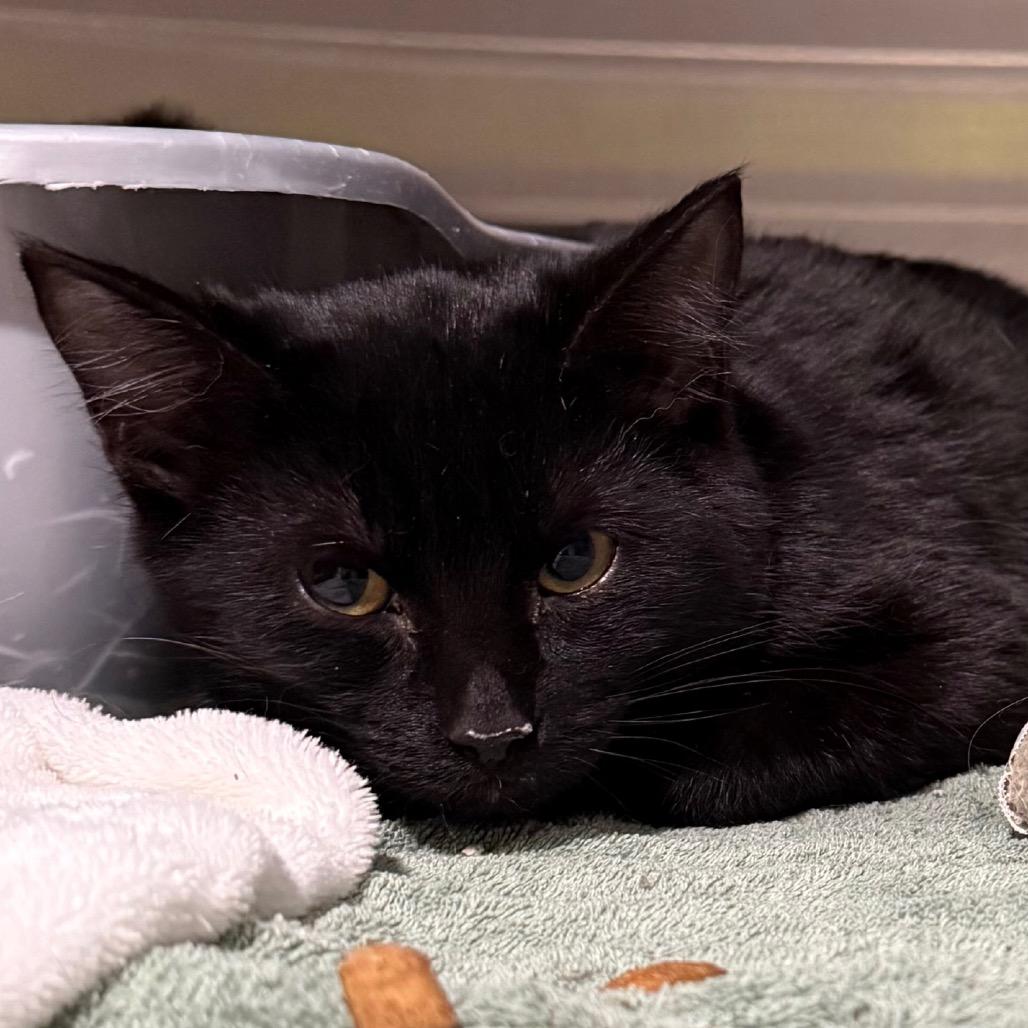 Zeyan, Adoptable, Kitten Female Domestic Short Hair.