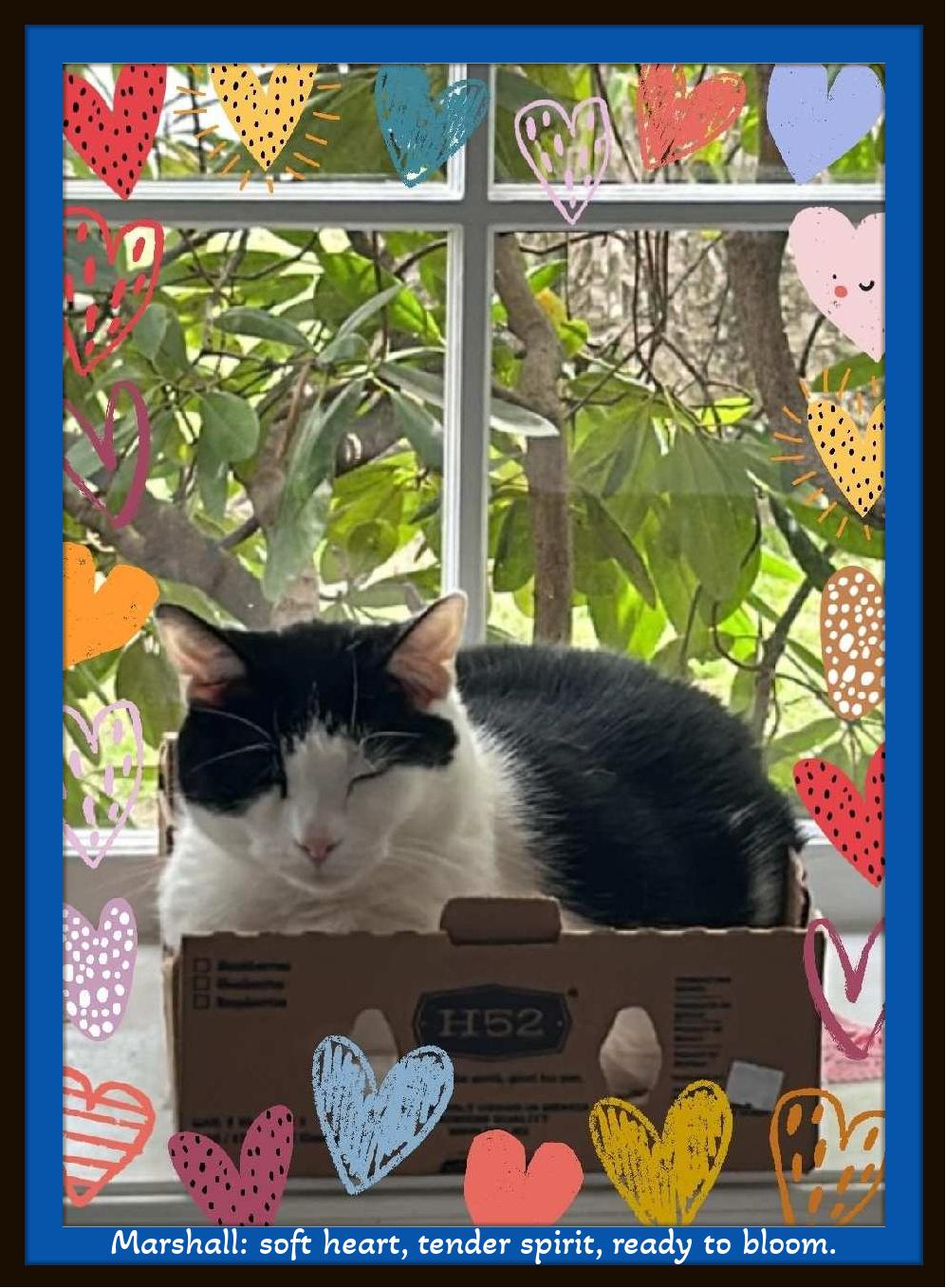 Enlarge Meet Marshall — Your Gentle, Goofy, Loyal Companion, a ADOPTABLE Domestic Short Hair in Winston Salem, NC image 5/6