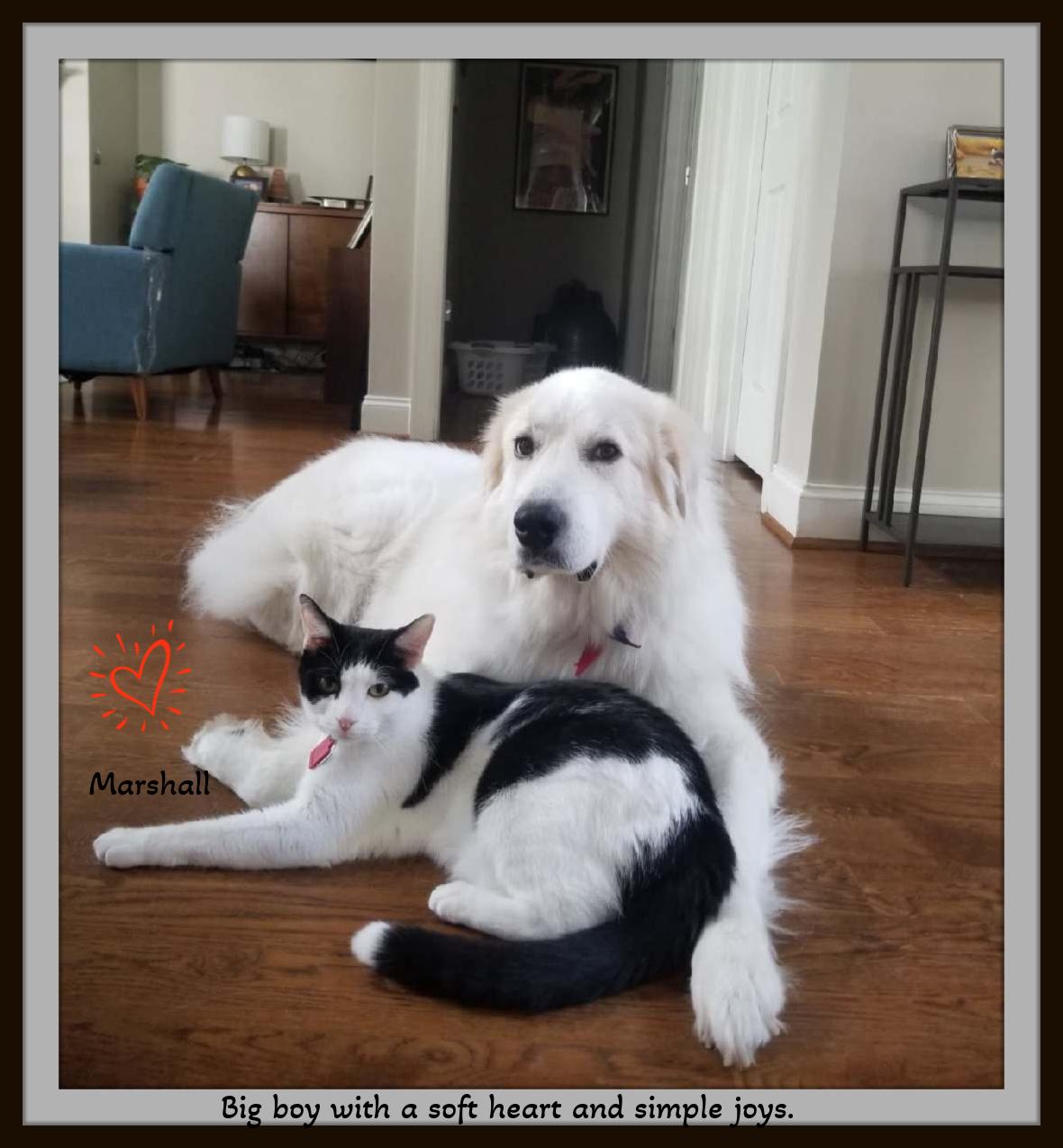 Enlarge Meet Marshall — Your Gentle, Goofy, Loyal Companion, a ADOPTABLE Domestic Short Hair in Winston Salem, NC image 4/6