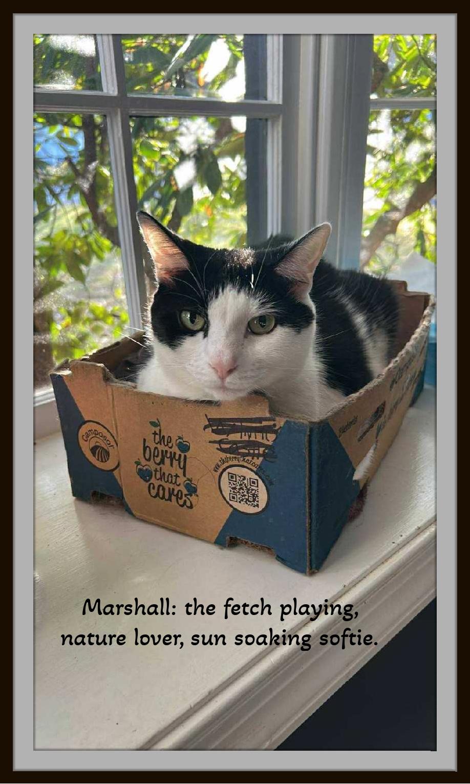 Enlarge Meet Marshall — Your Gentle, Goofy, Loyal Companion, a ADOPTABLE Domestic Short Hair in Winston Salem, NC image 1/6