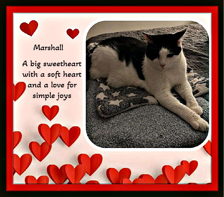 Enlarge Meet Marshall — Your Gentle, Goofy, Loyal Companion, a ADOPTABLE Domestic Short Hair in Winston Salem, NC image 2/6