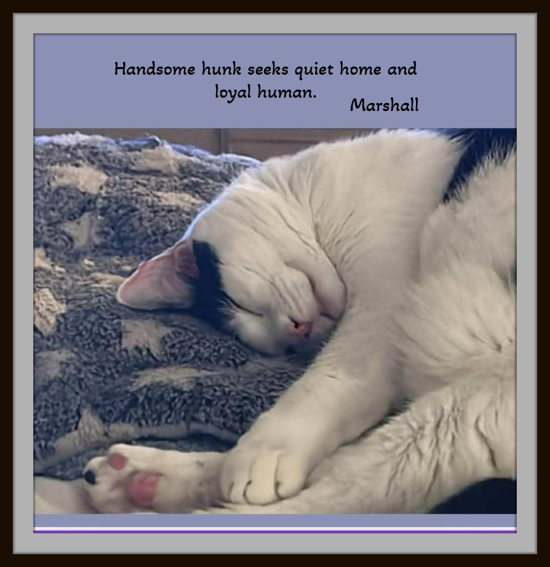 Enlarge Meet Marshall — Your Gentle, Goofy, Loyal Companion, a ADOPTABLE Domestic Short Hair in Winston Salem, NC image 3/6