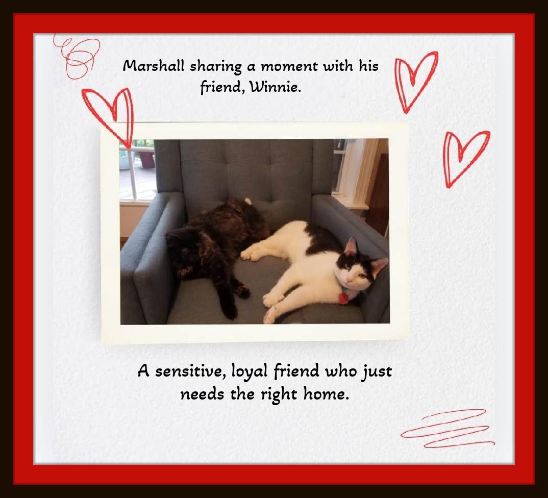Enlarge Meet Marshall — Your Gentle, Goofy, Loyal Companion, a ADOPTABLE Domestic Short Hair in Winston Salem, NC image 6/6