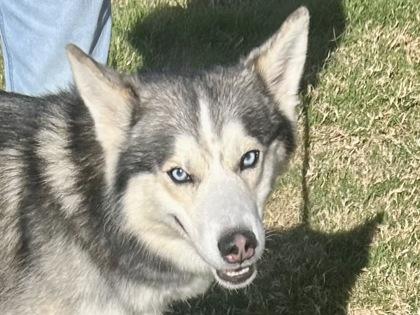 Syd, adopted, Adult Male Mixed Breed.