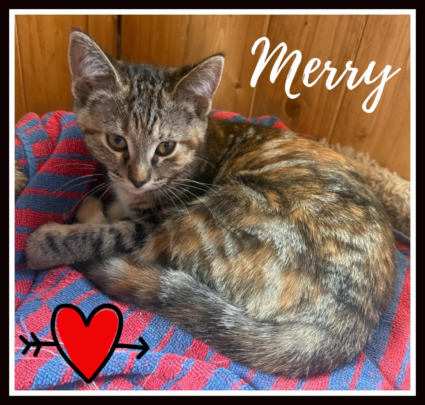 Merry, ADOPTABLE, Young Female Calico.