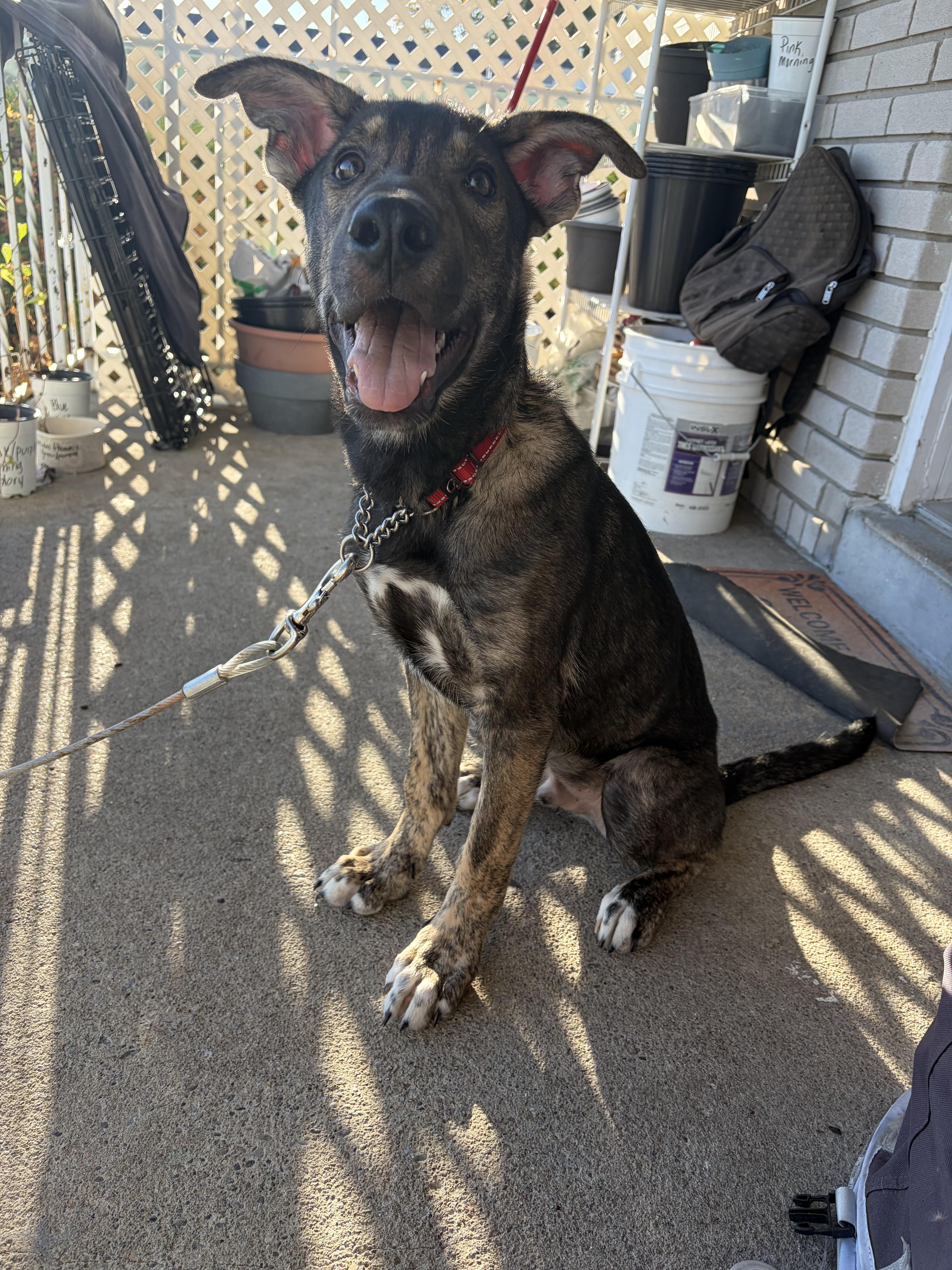 Enlarge Lucas, a Adoptable mixed breed in King City, ON image 3/6