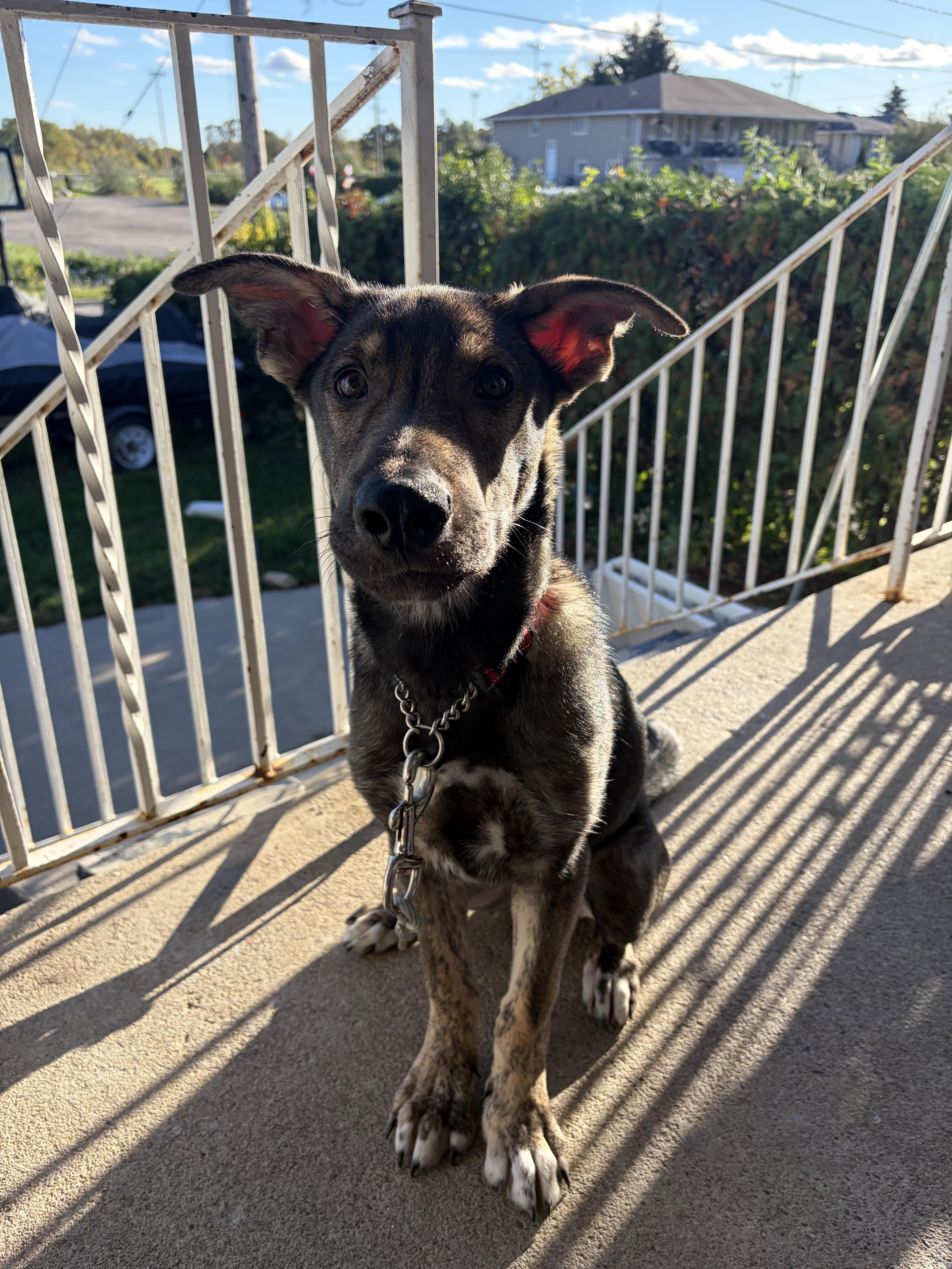 Enlarge Lucas, a Adoptable mixed breed in King City, ON image 1/6