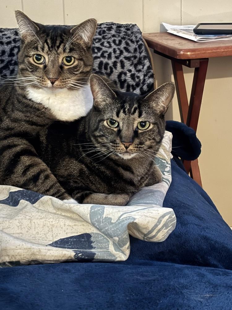 Enlarge Flower, a Adoptable Domestic Short Hair in Germantown, OH image 1/6