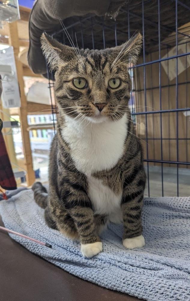 Flower, Adoptable, Adult Female Domestic Short Hair.