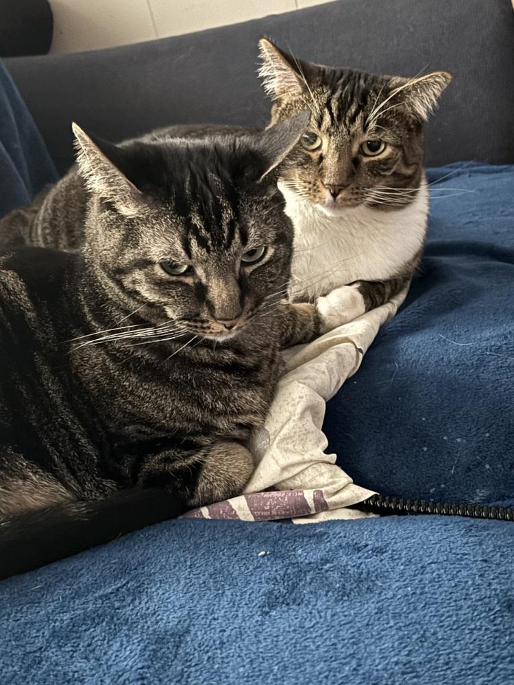 Enlarge Flower, a Adoptable Domestic Short Hair in Germantown, OH image 2/6